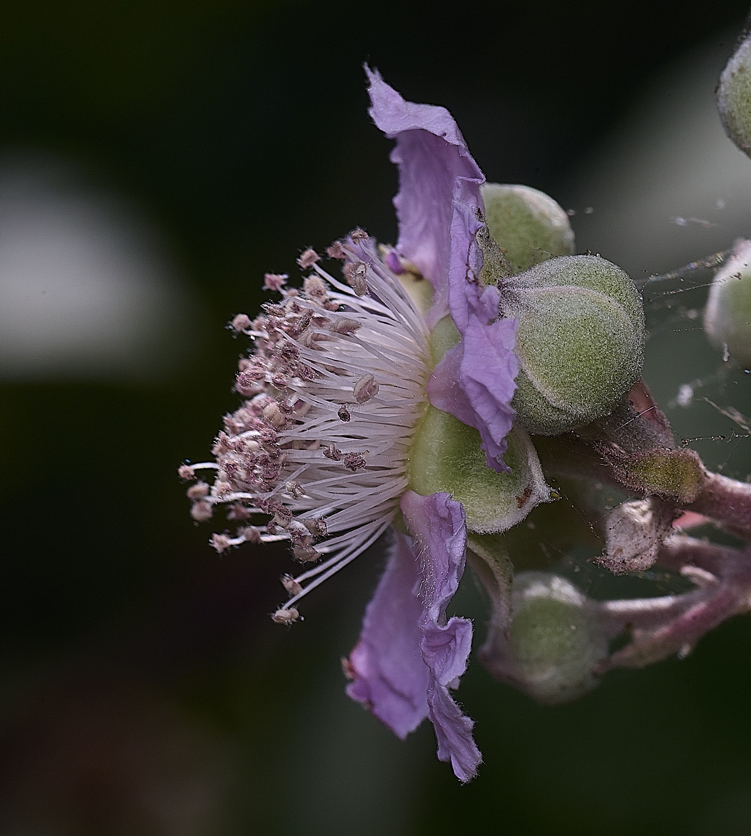 Hanworth1FlowerSideview240627-1