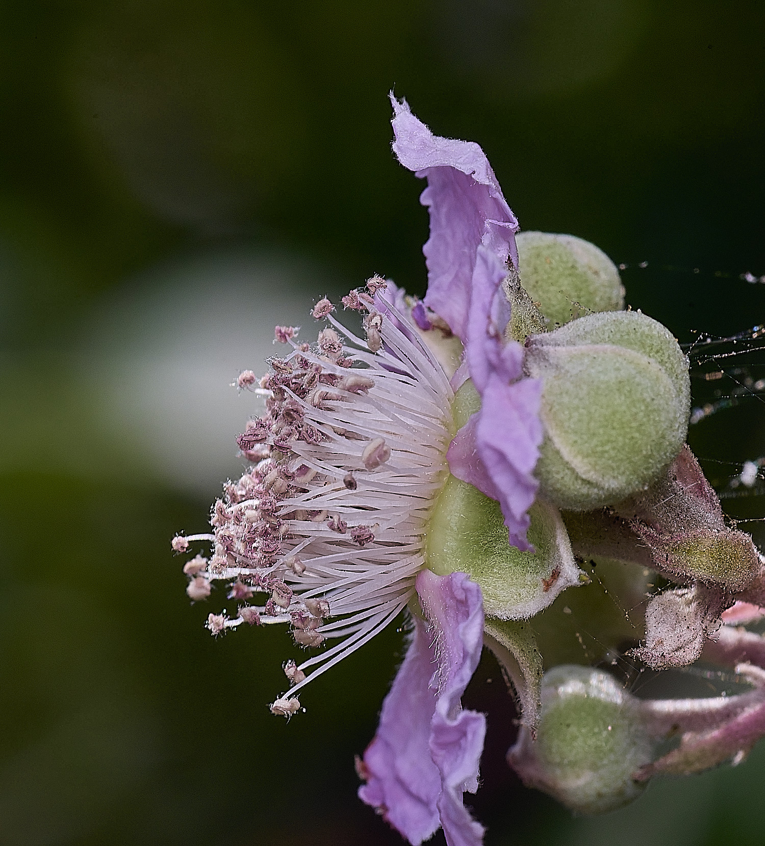 Hanworth1FlowerSideview240627-2