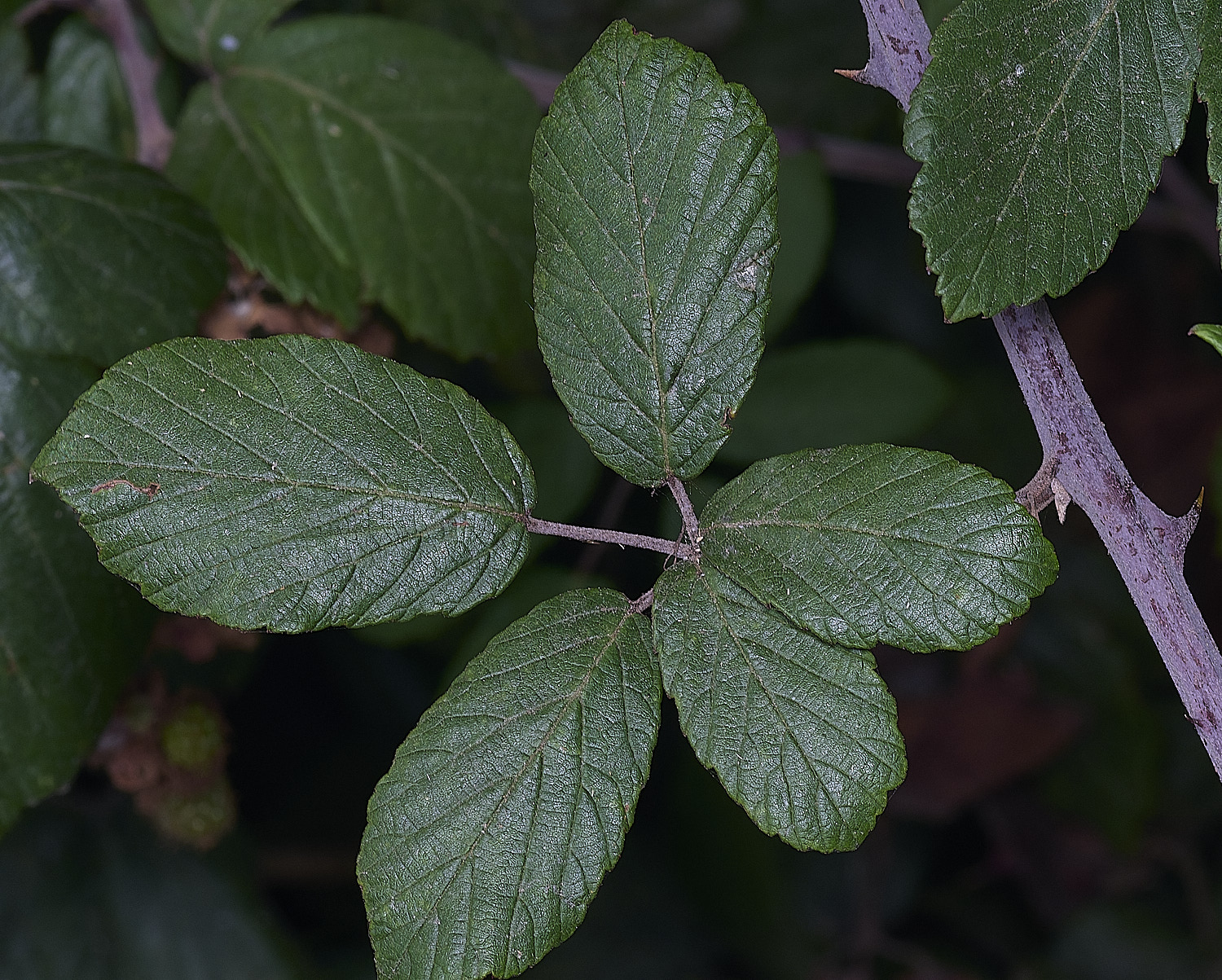 Hanworth1LeafAdaxial240627-2