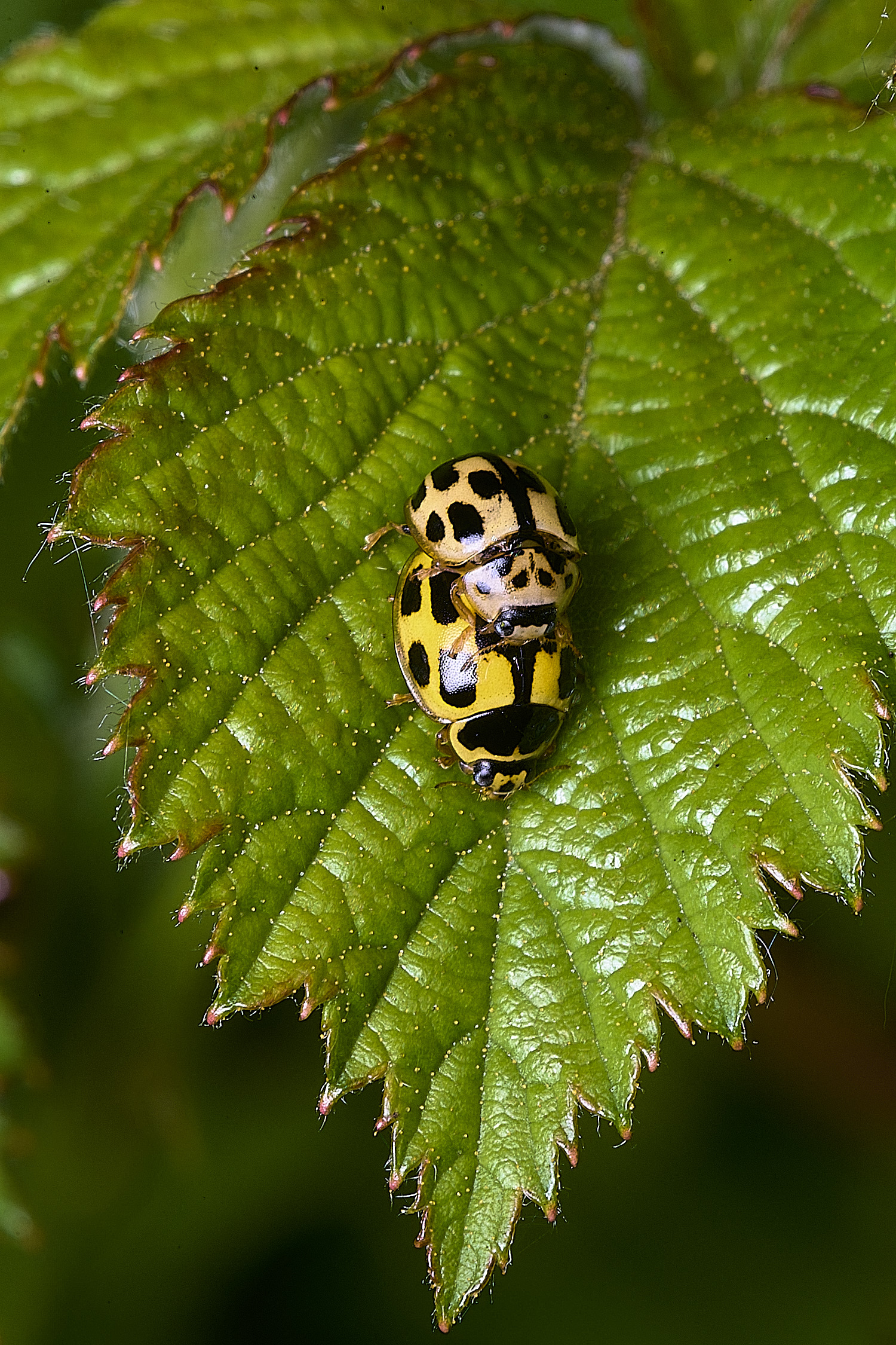 Hanworth24Spot090526-2