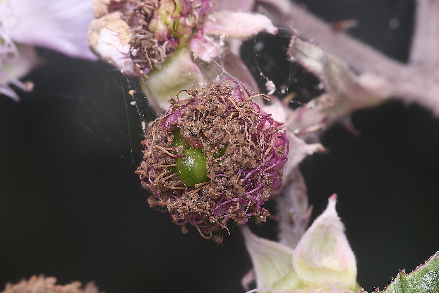 Hanworth2Berryforming240726-1