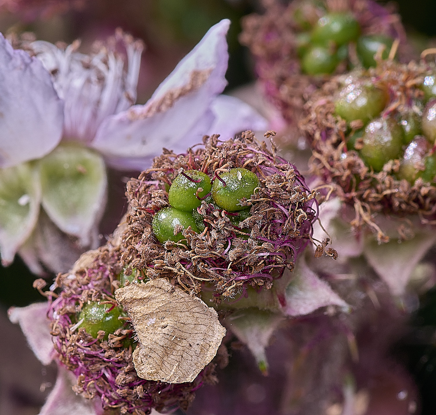 Hanworth2Berryforming240726-2