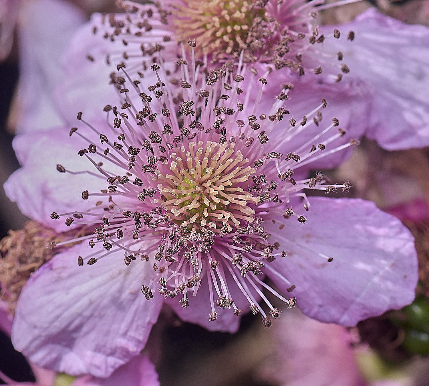 Hanworth2FlowerFlattlay240726-1
