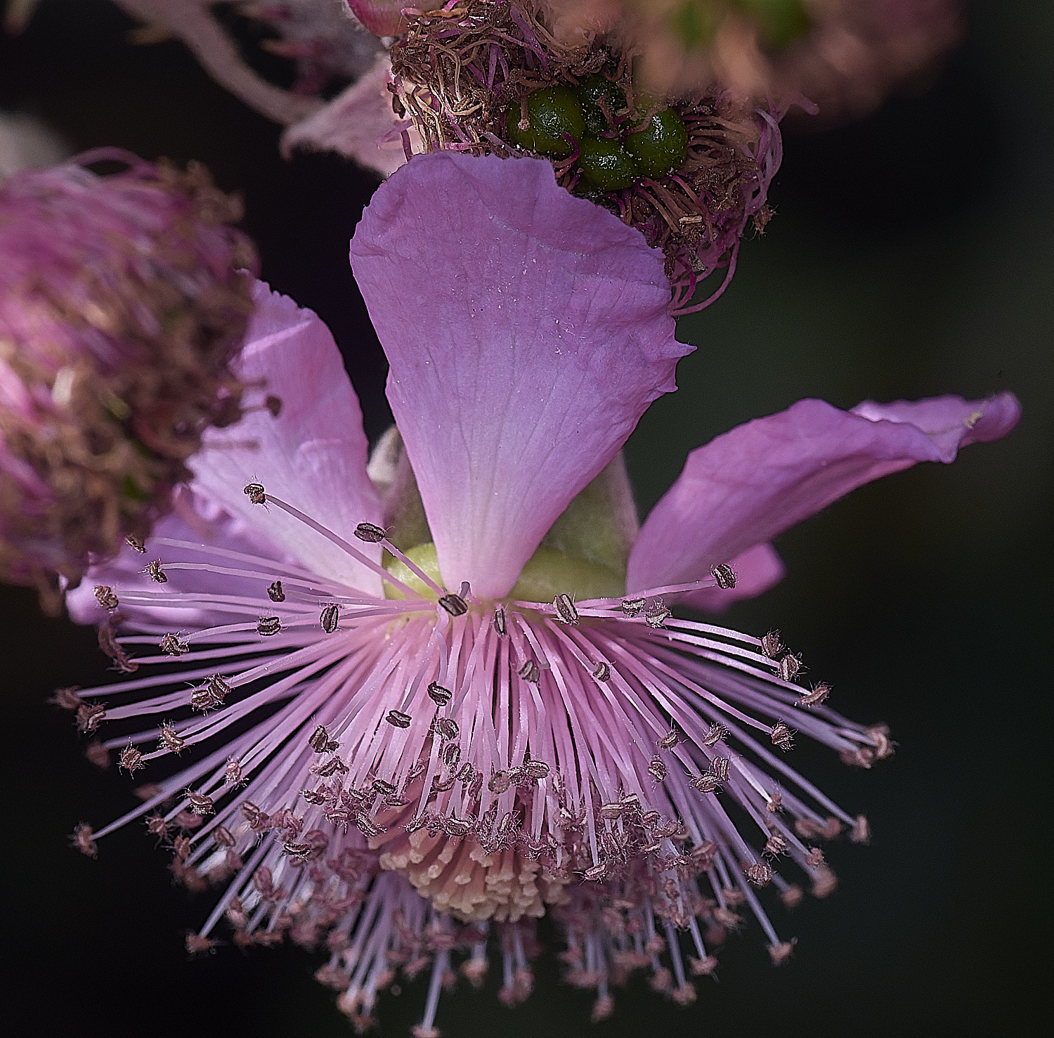Hanworth2FlowerSideview240627-2
