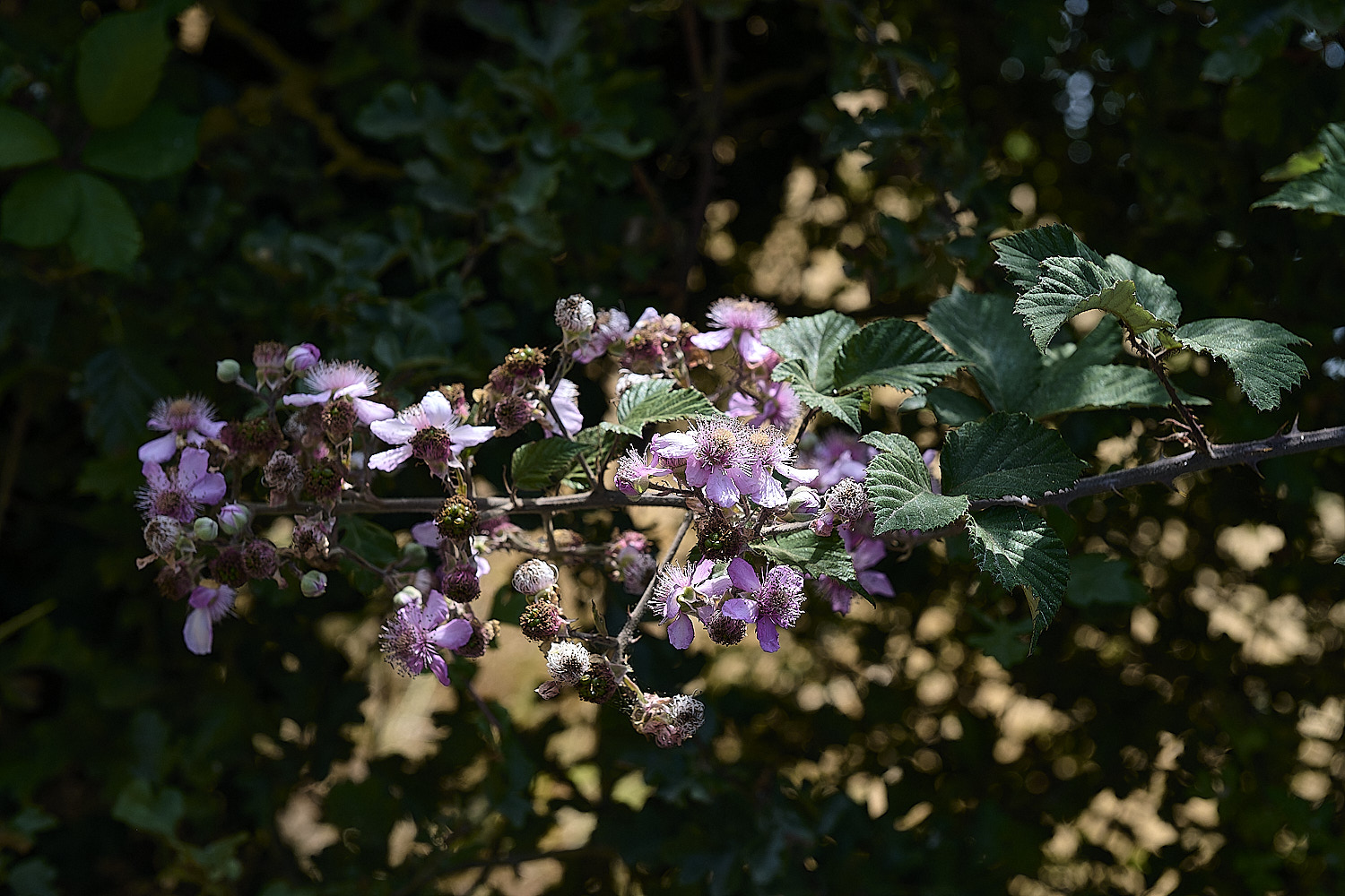 Hanworth2Inflorescence240726-1