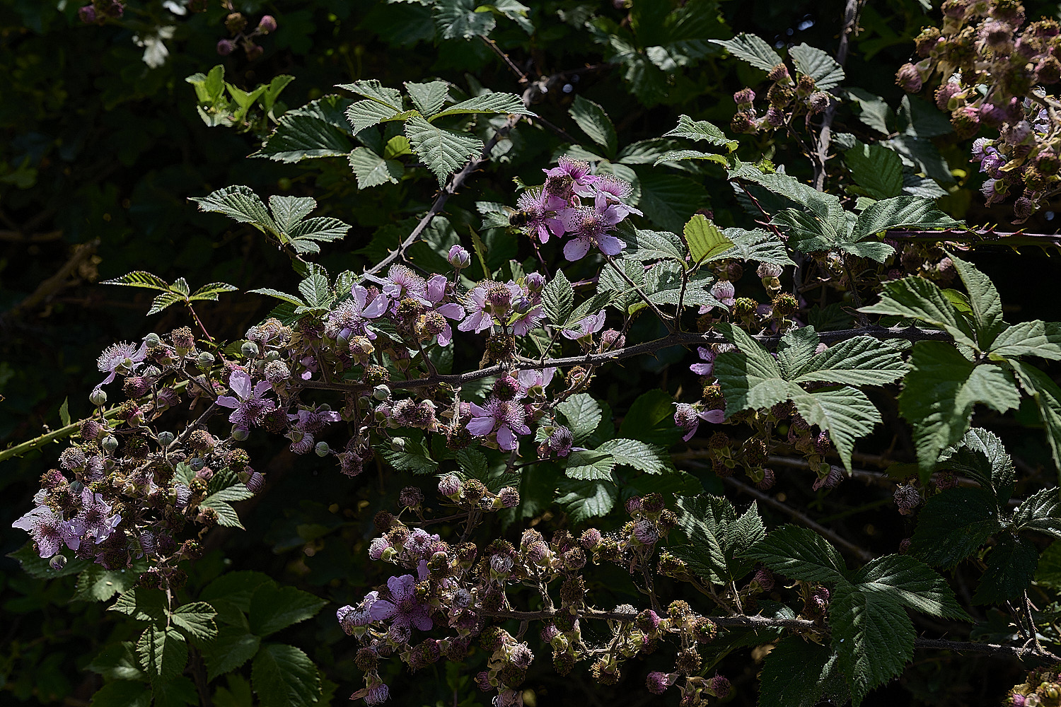 Hanworth2Inflorescence240726-3