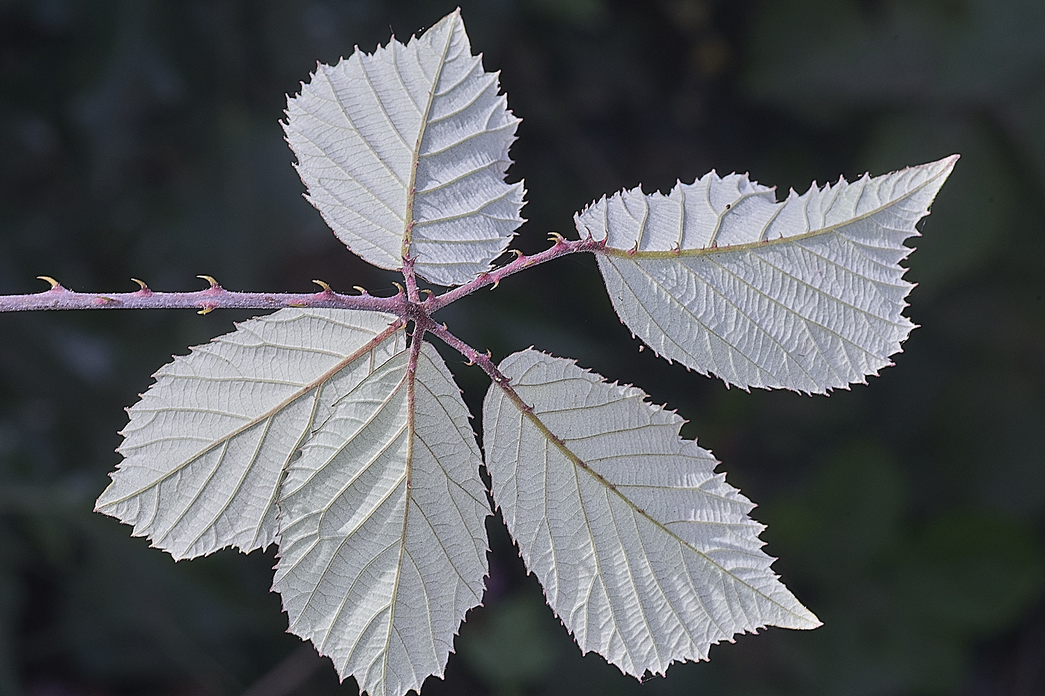Hanworth2Leafabaxial240726-1