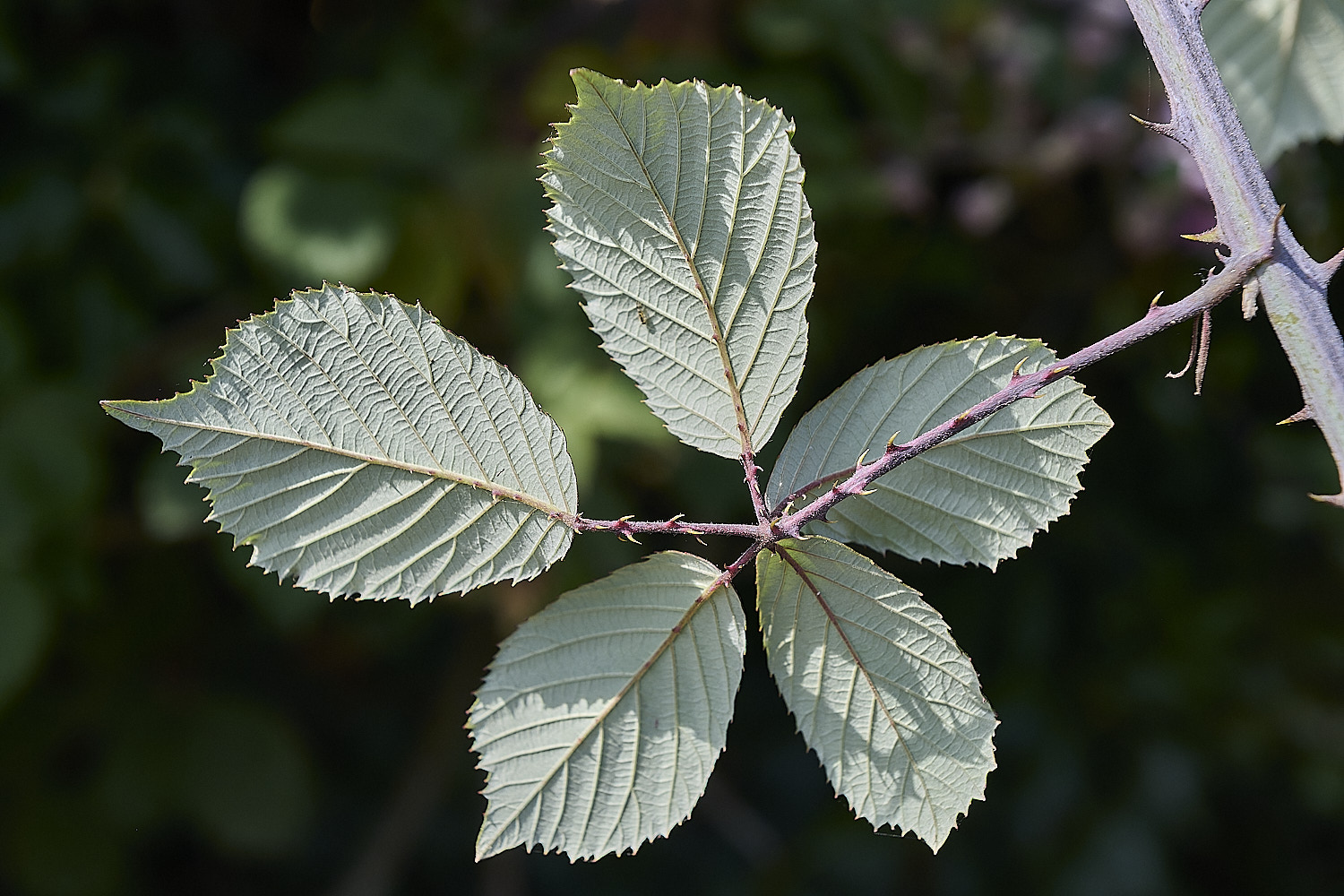 Hanworth2Leafabaxial240726-2