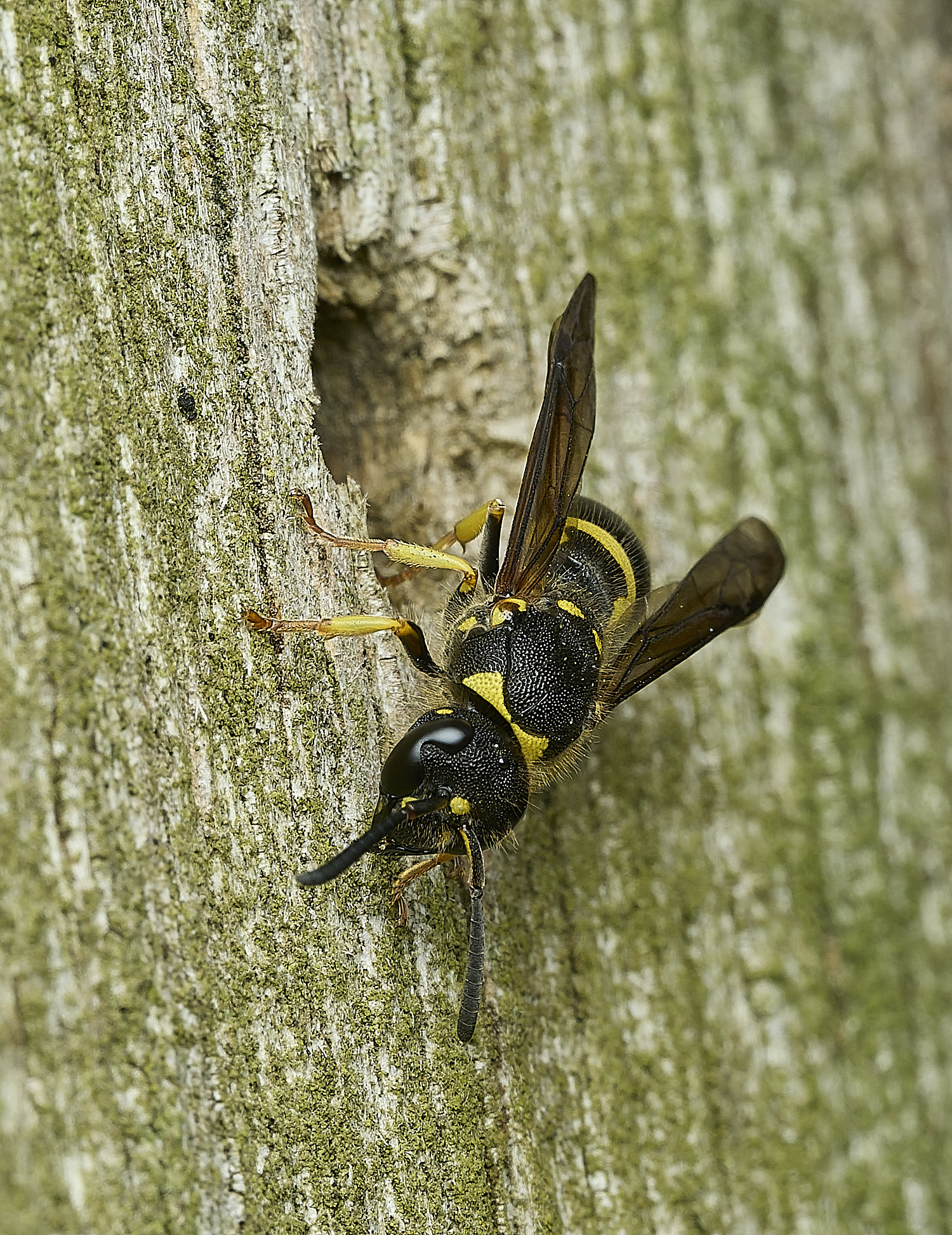 HanworthAgazella090426-2