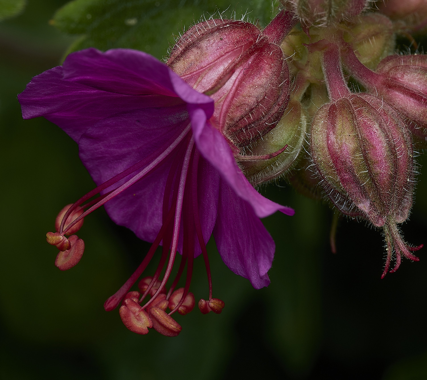 HanworthaGmachorrizum260426-1