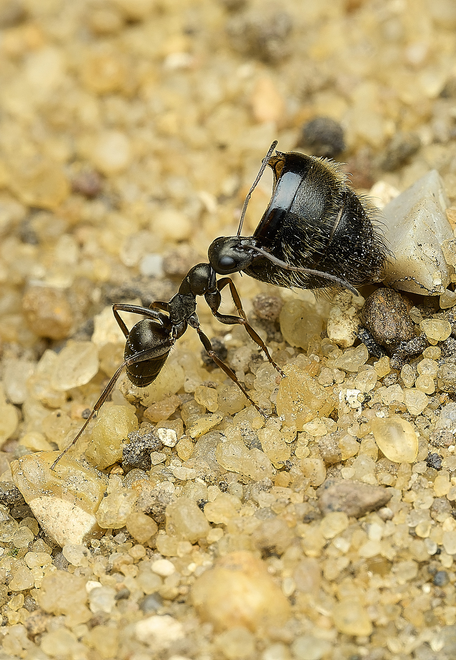 HanworthAnt090426-1