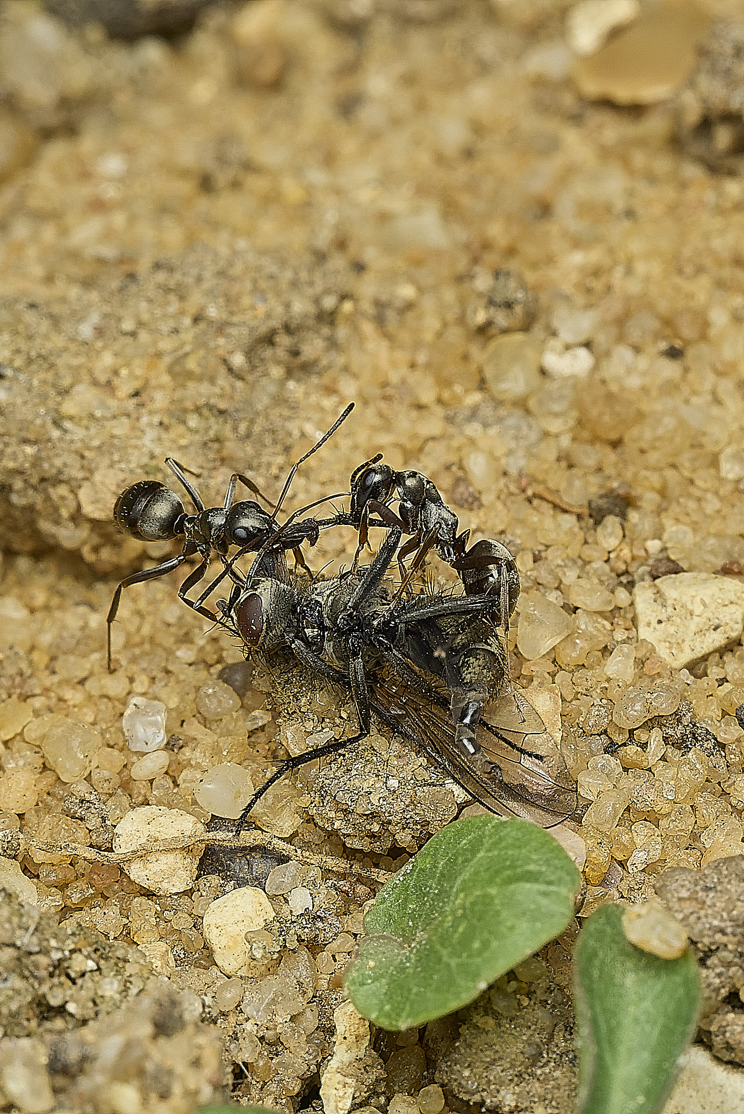 HanworthAnt090426-2