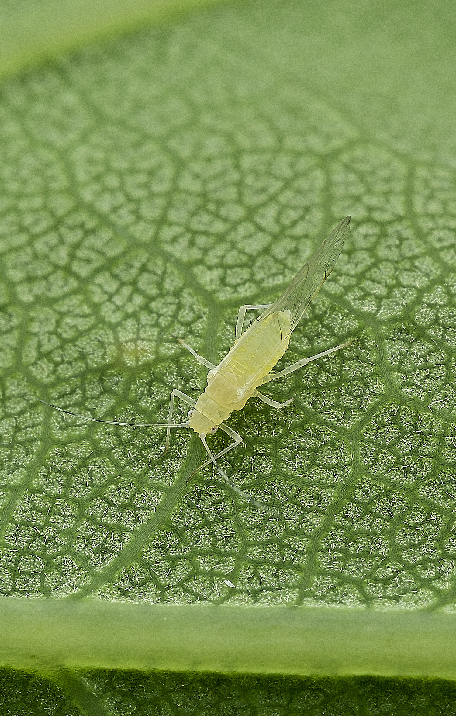 HanworthAphid240625-1