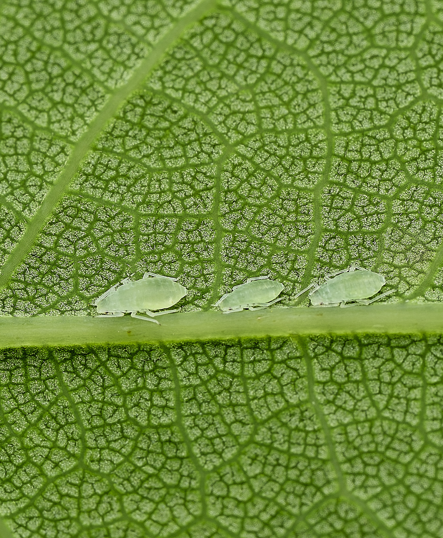 HanworthAphid240625-2