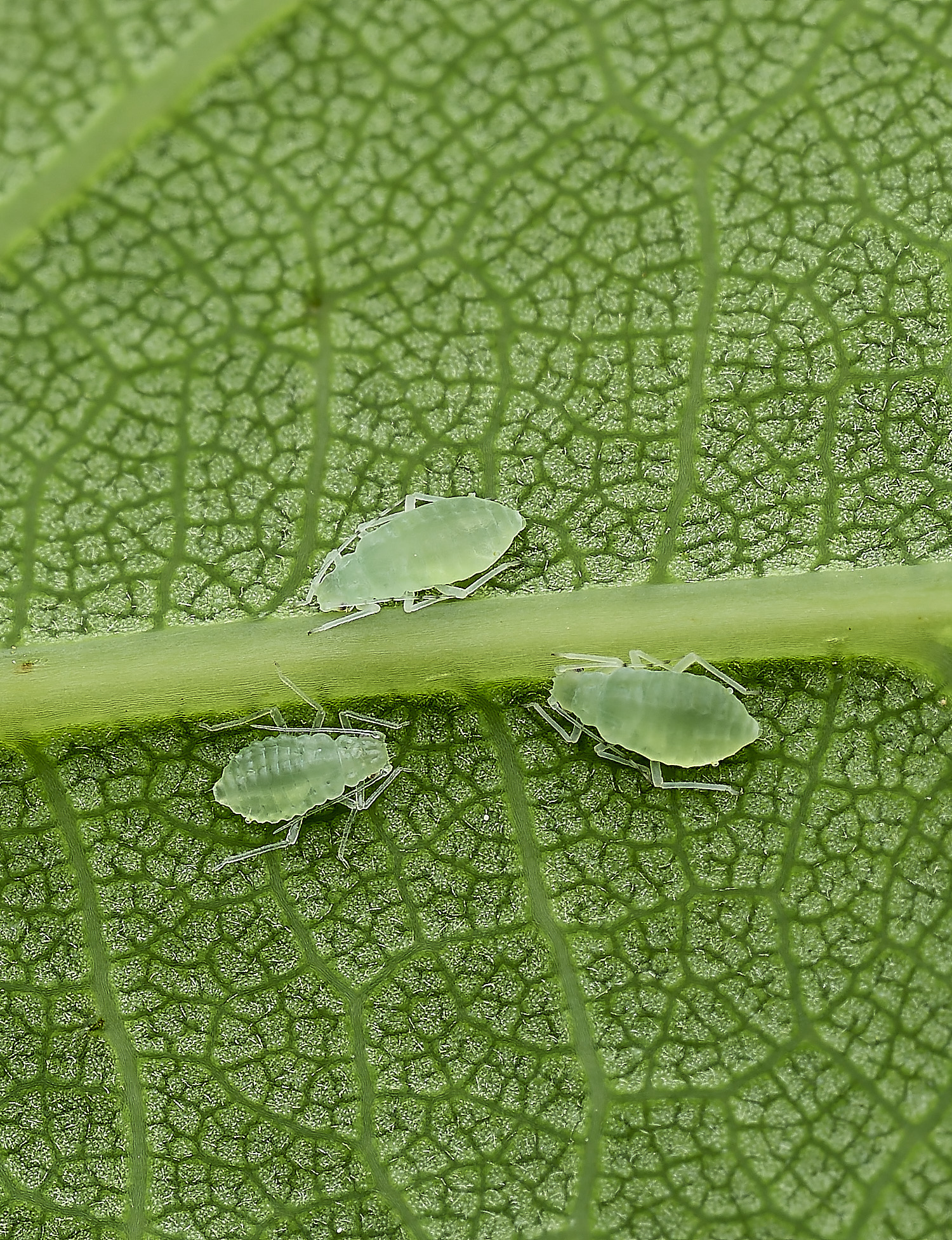 HanworthAphid240625-3