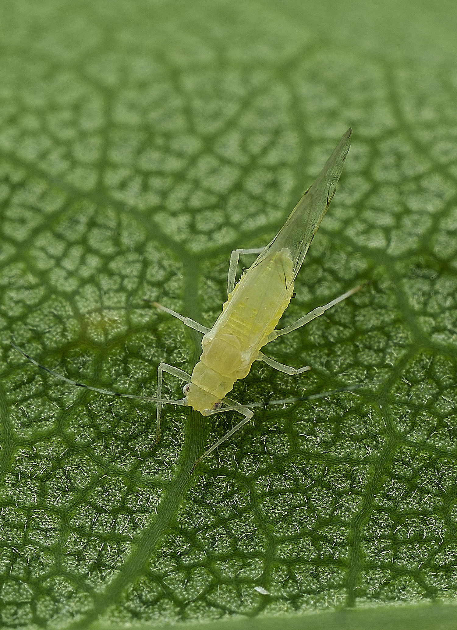 HanworthAphid240625-4