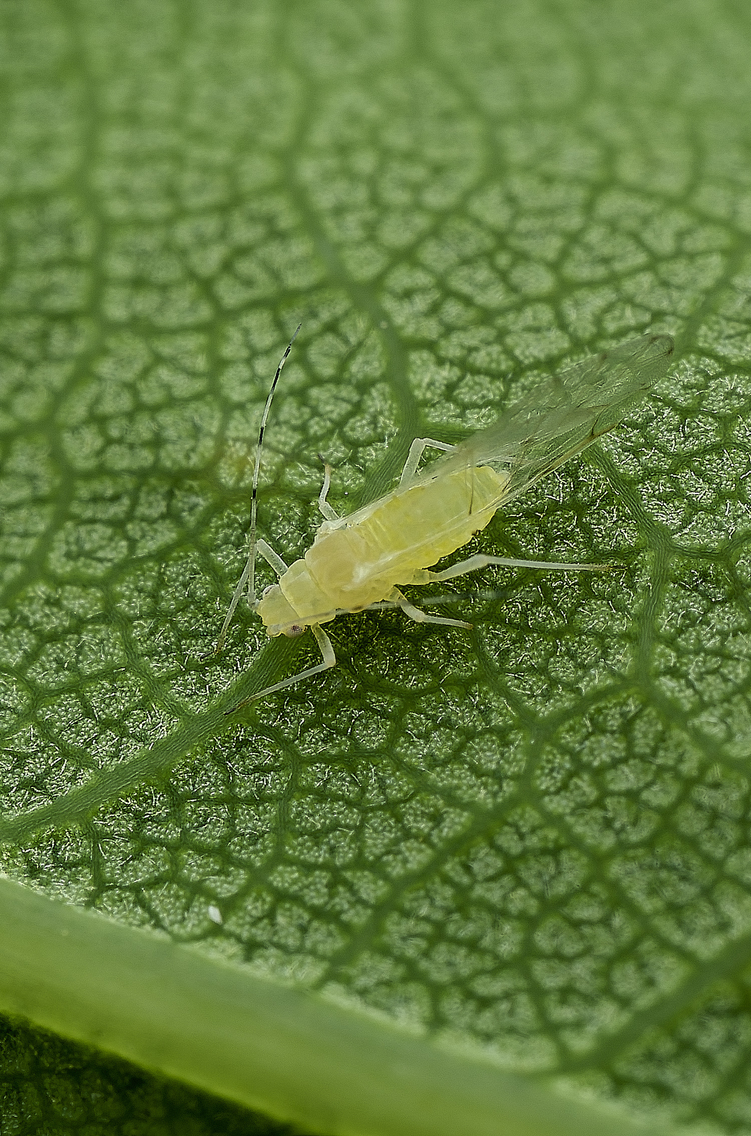 HanworthAphid240625-5
