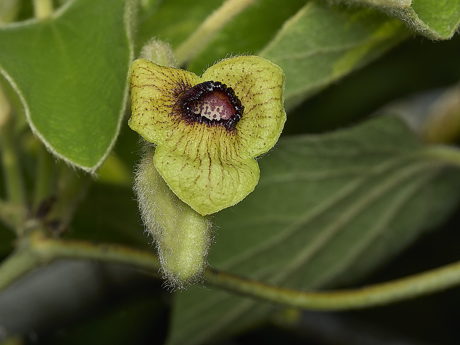 HanworthAristolochia299526-2