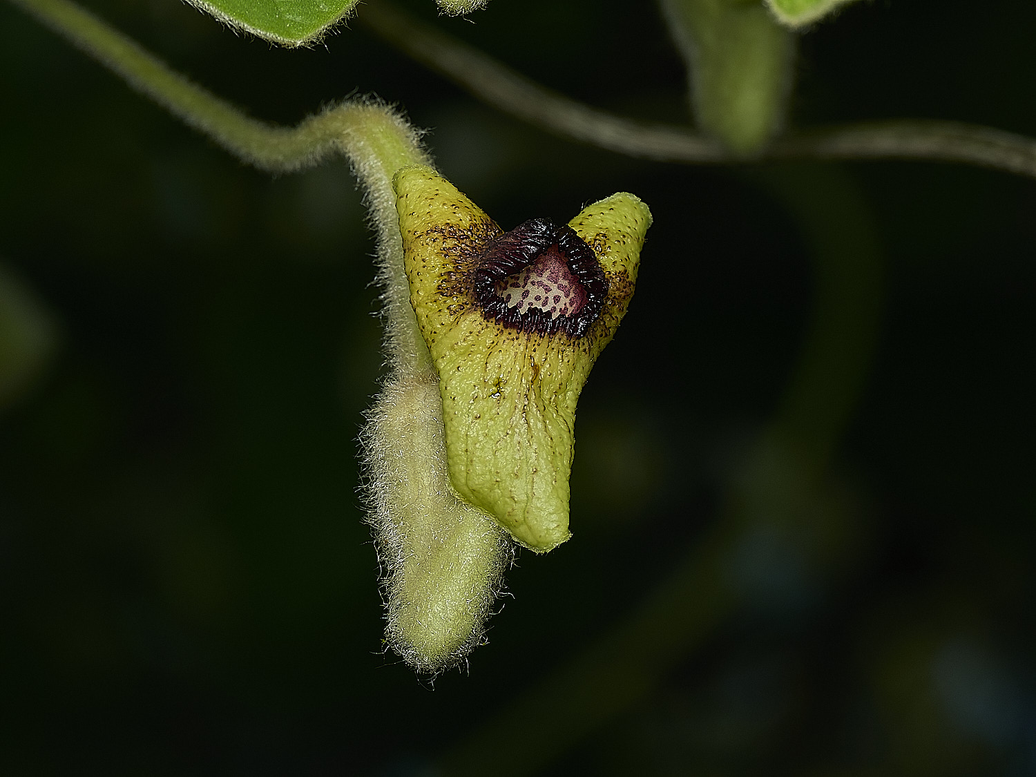 HanworthAristolochia299526-3