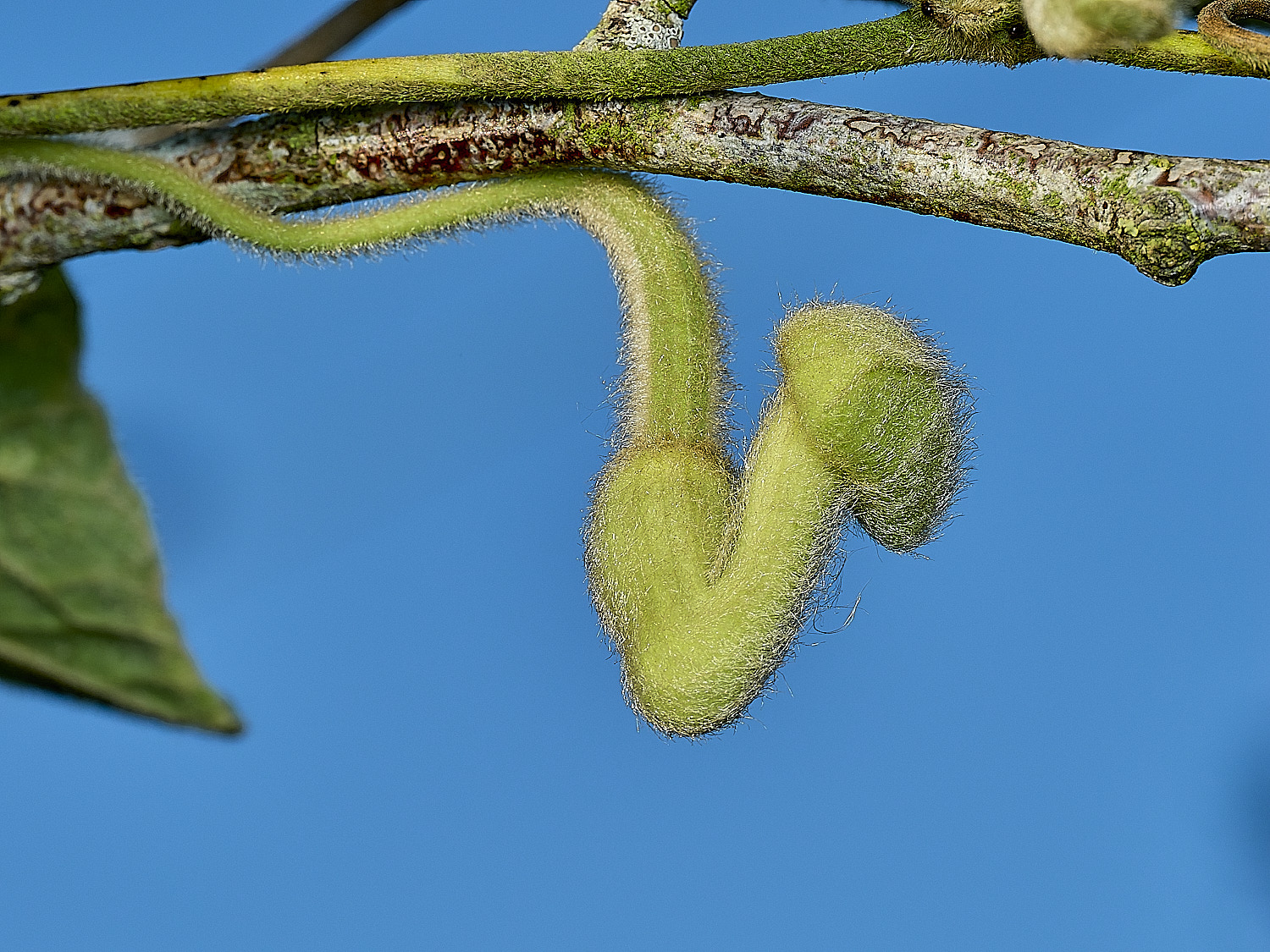 HanworthAristolochia299526-4