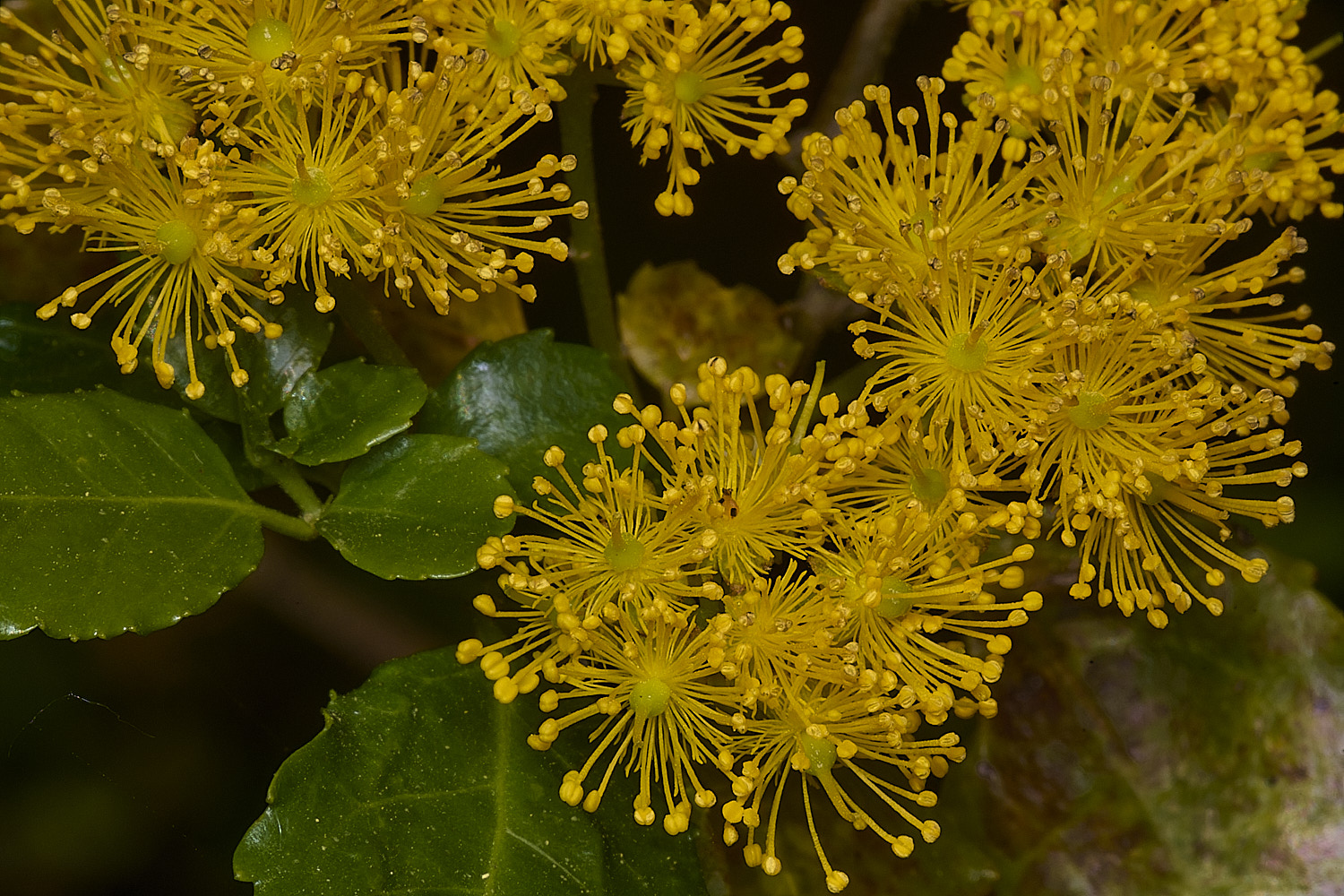 HanworthAzorella090526-2