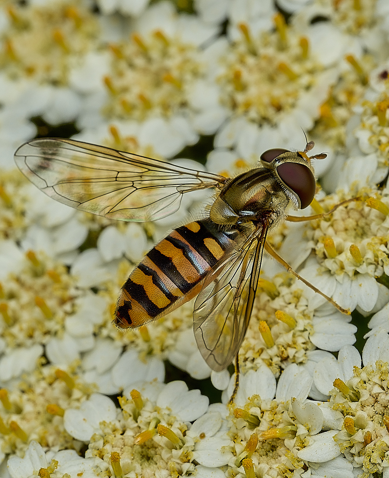 Hanworthbalteatus310526-1