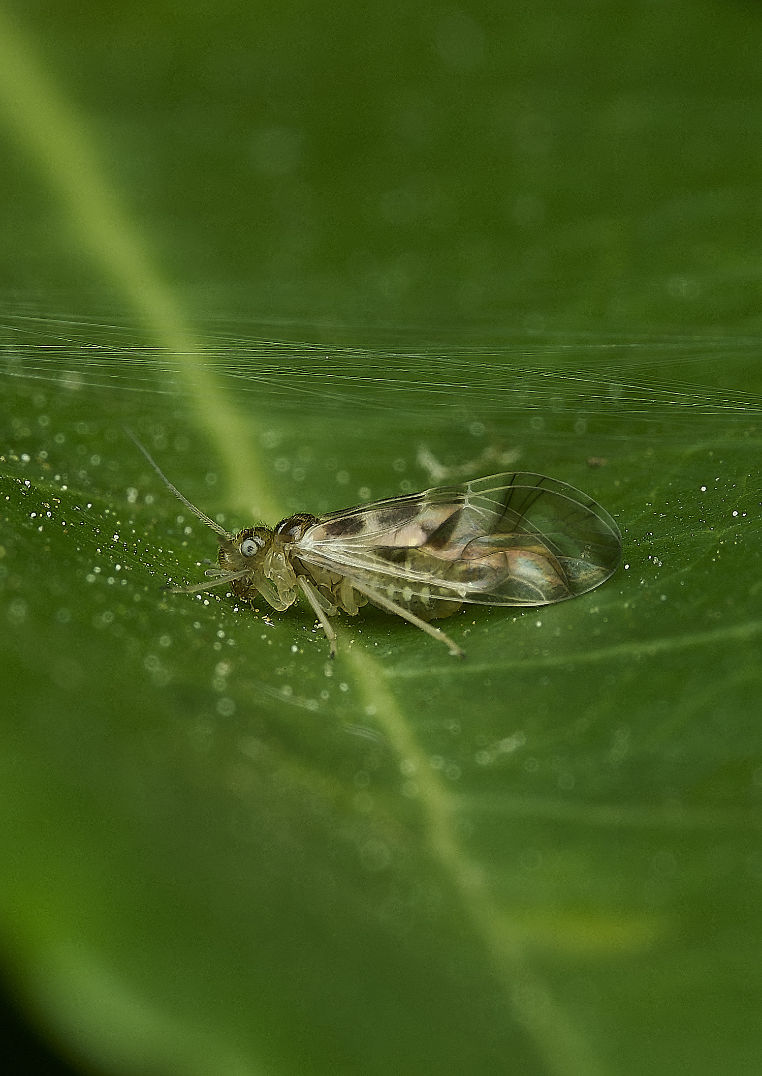 HanworthBarkFly130526-3