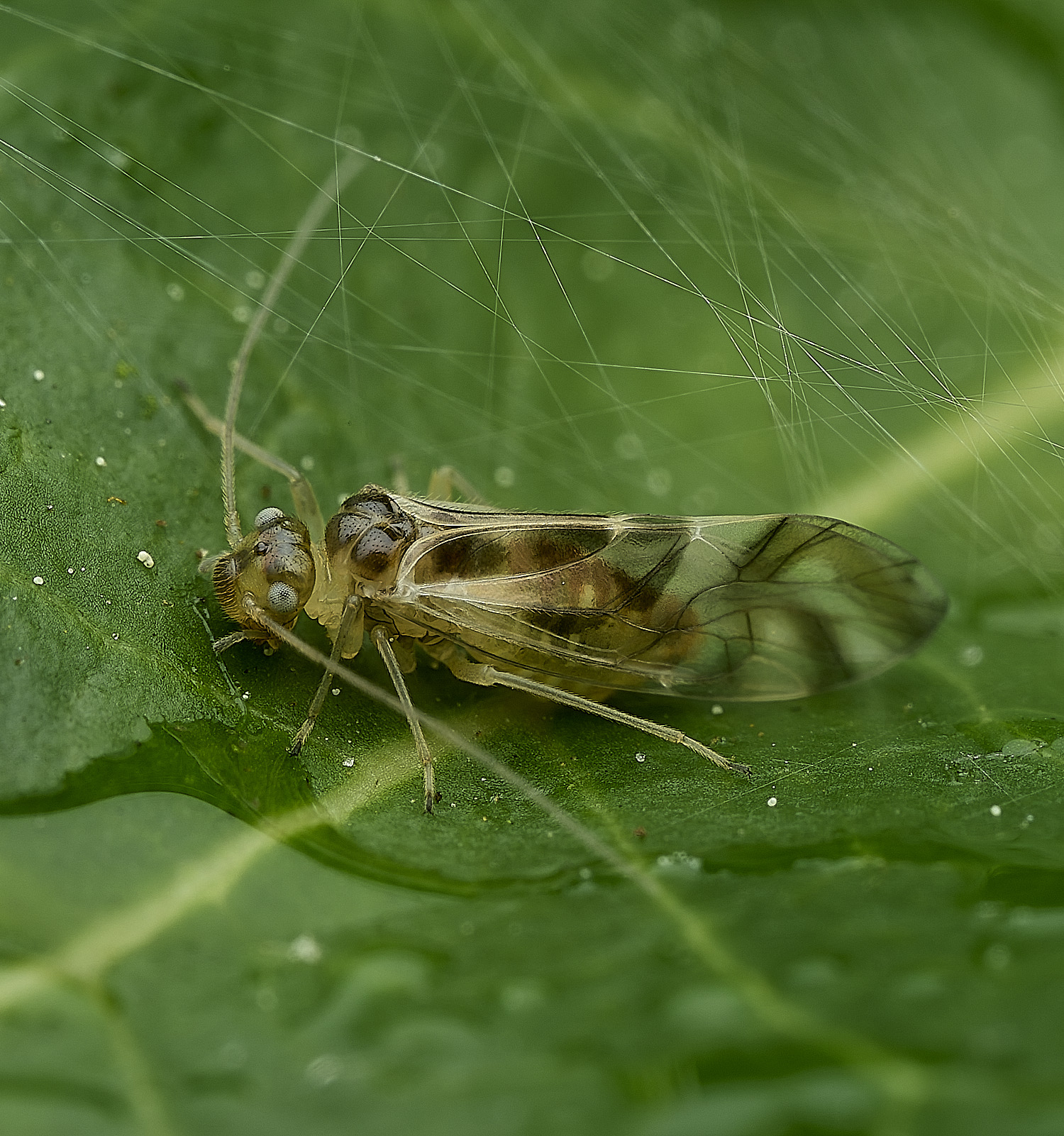 HanworthBarkfly130526-5