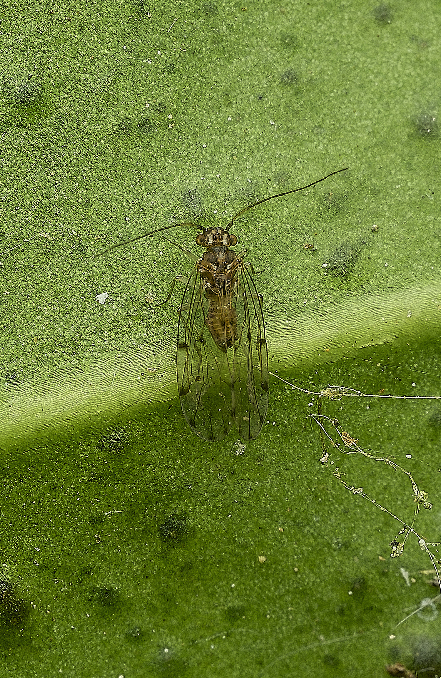 HanworthBarkfly150526-1