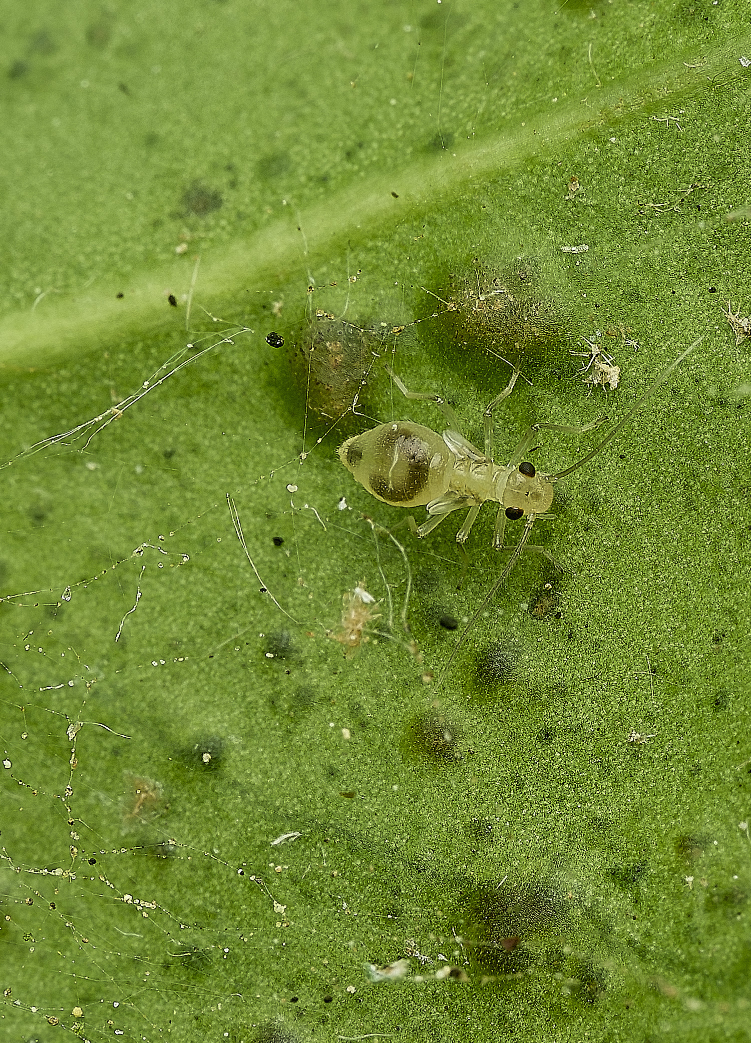 HanworthBarkfly150526-2
