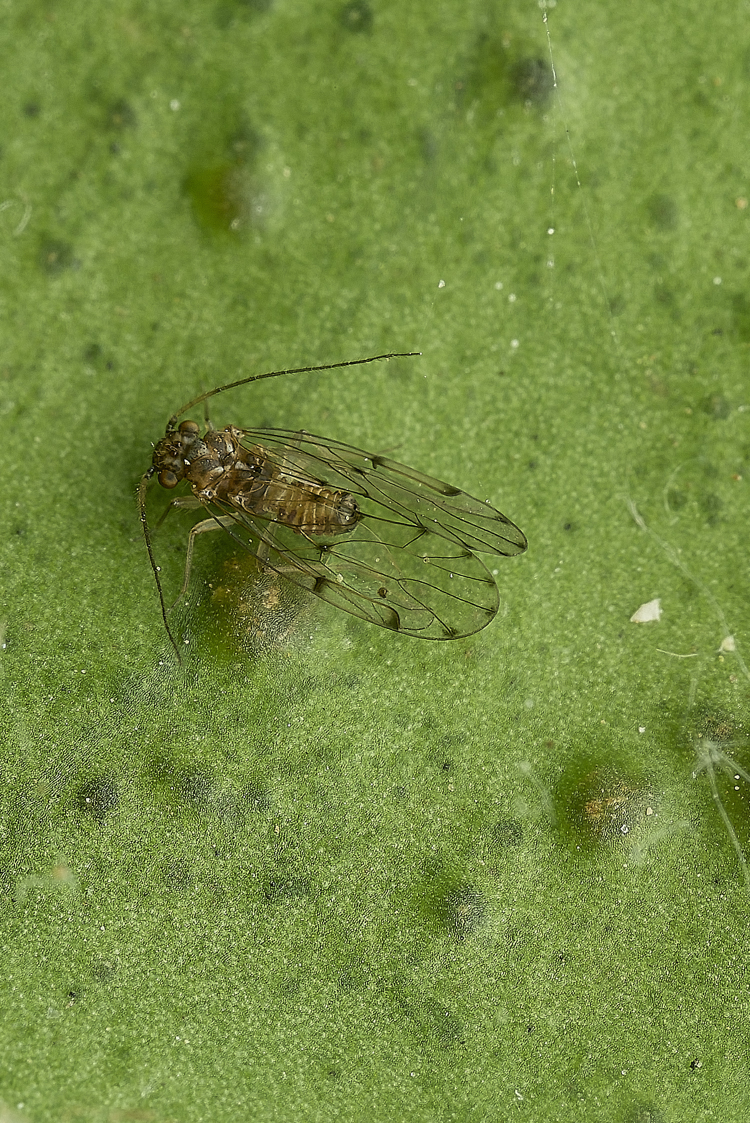HanworthBarkfly150526-3