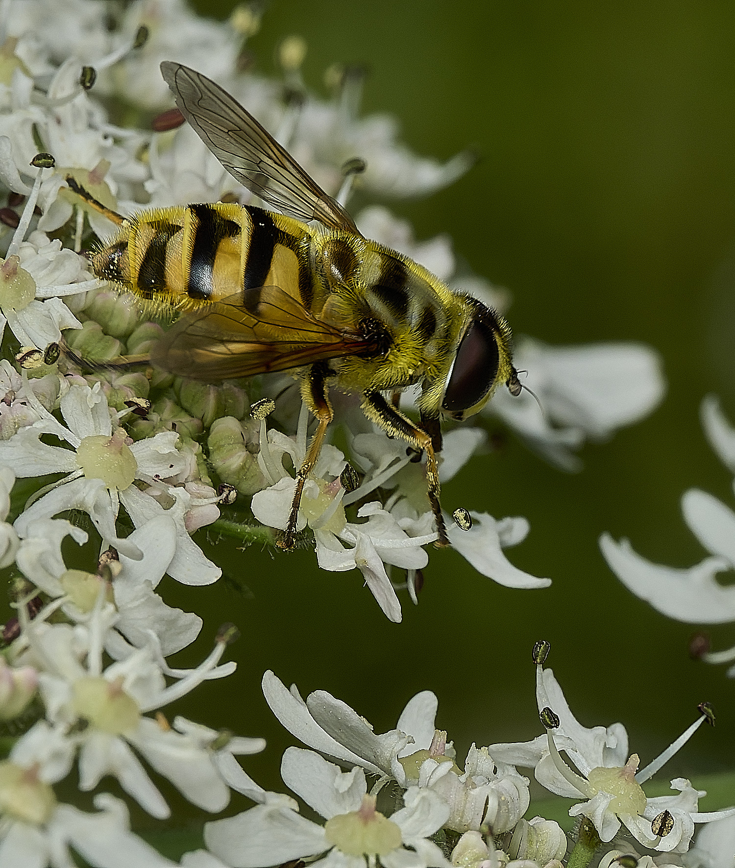 HanworthBatmanHoverfly200726-2