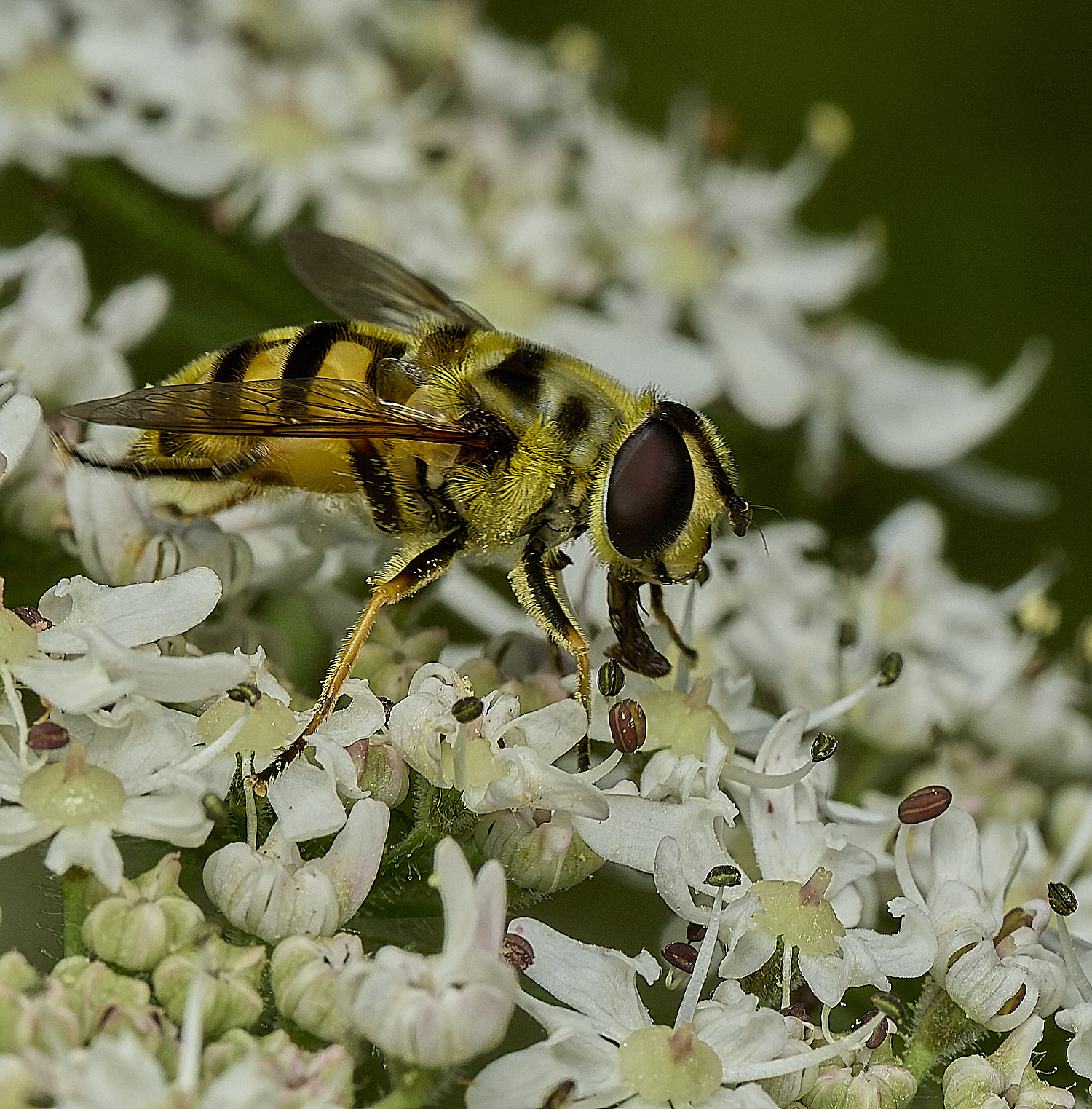 HanworthBatmanHoverfly200726-3