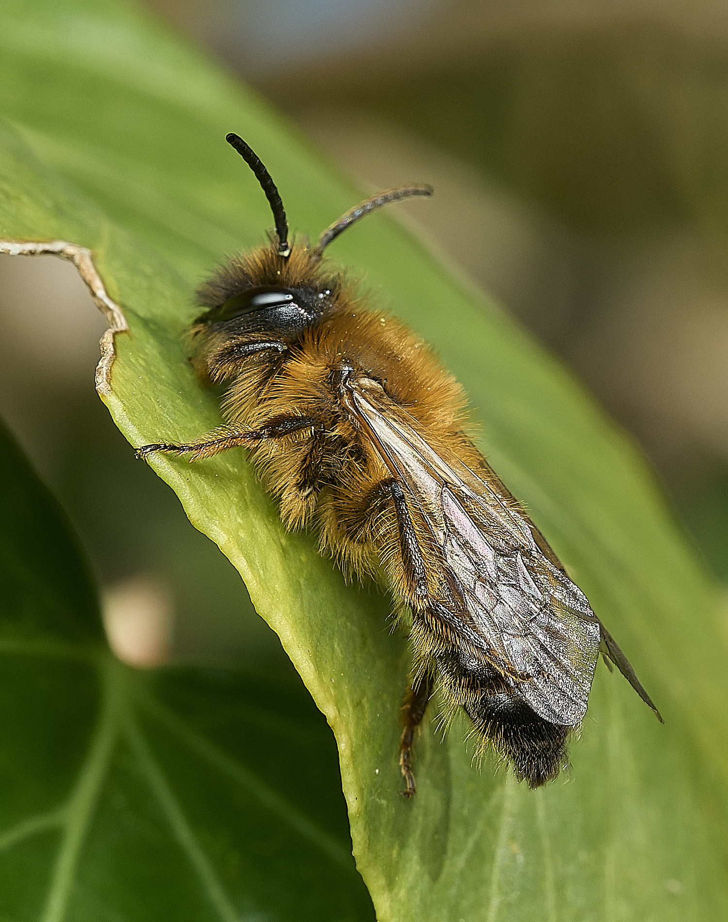 HanworthBee070426-1