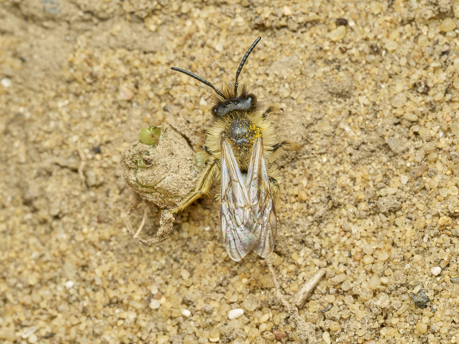 HanworthBee120426-2