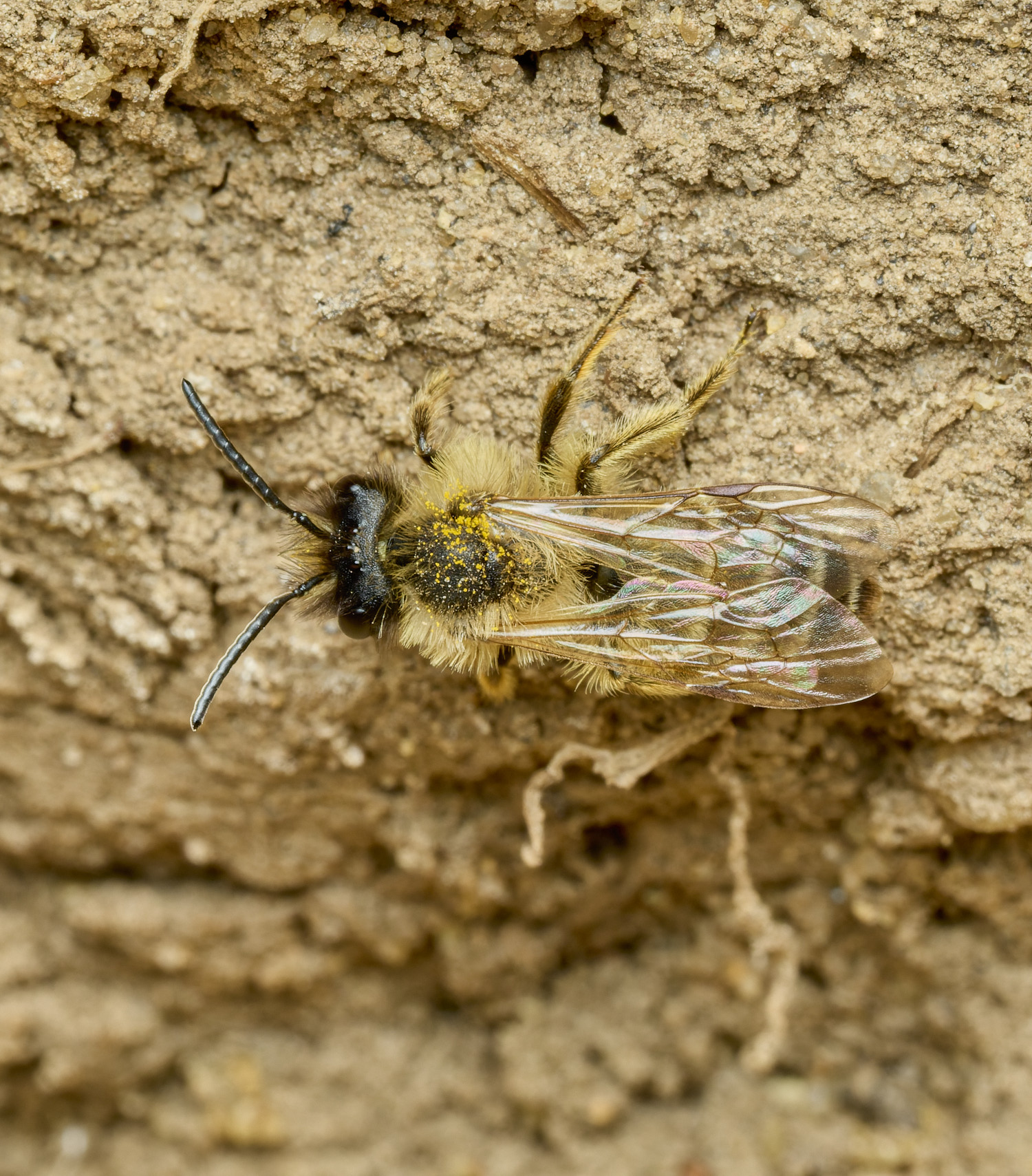 HanworthBee120426-3