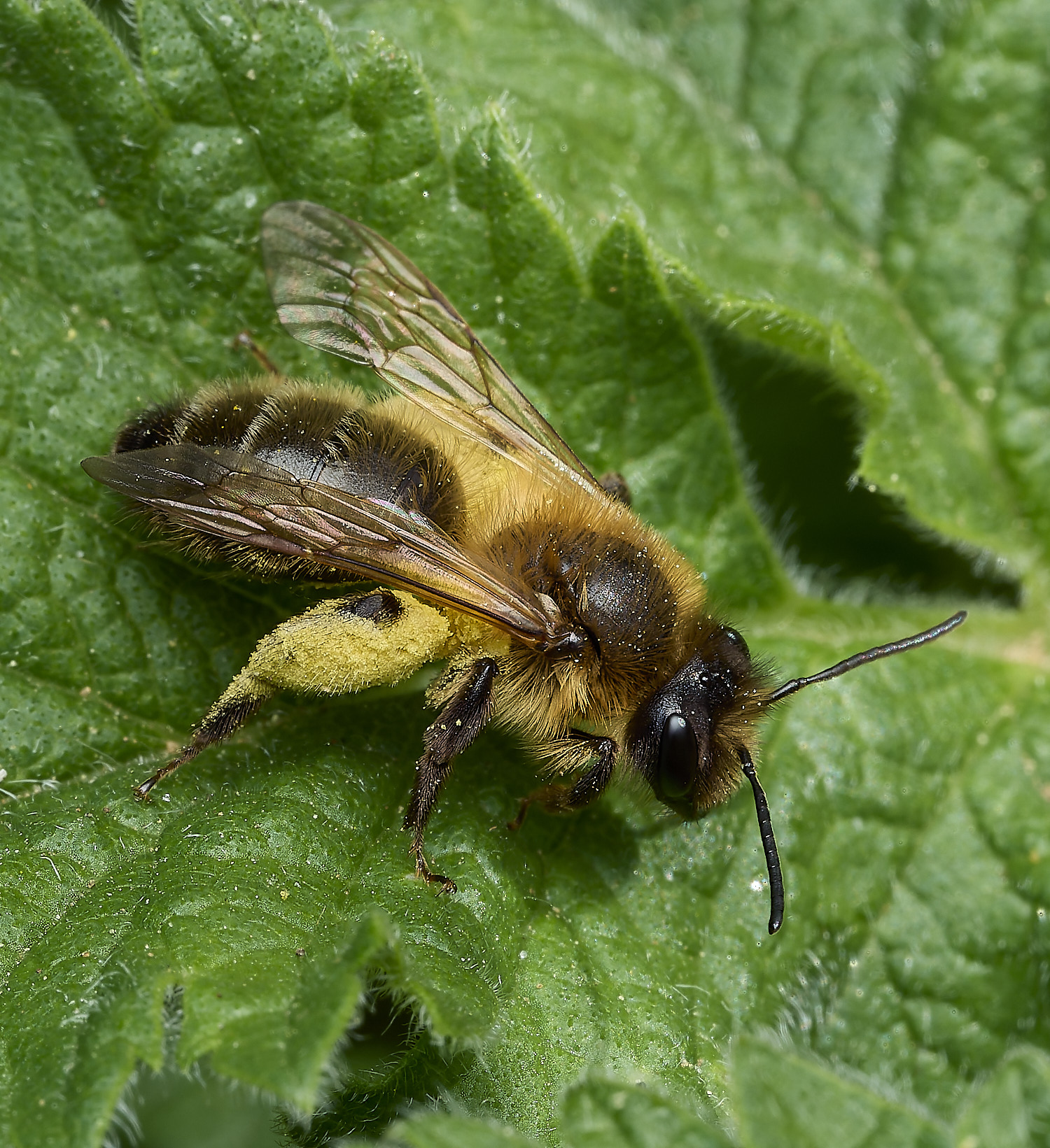 HanworthBee240426-1 1