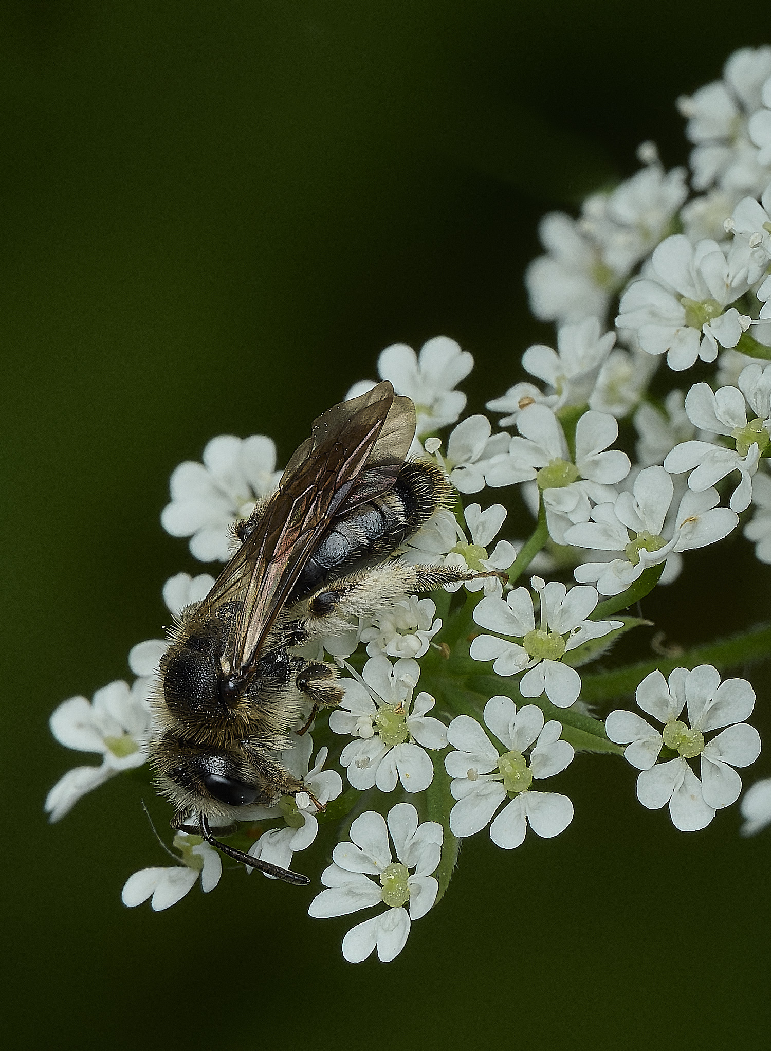HanworthBee310526-1