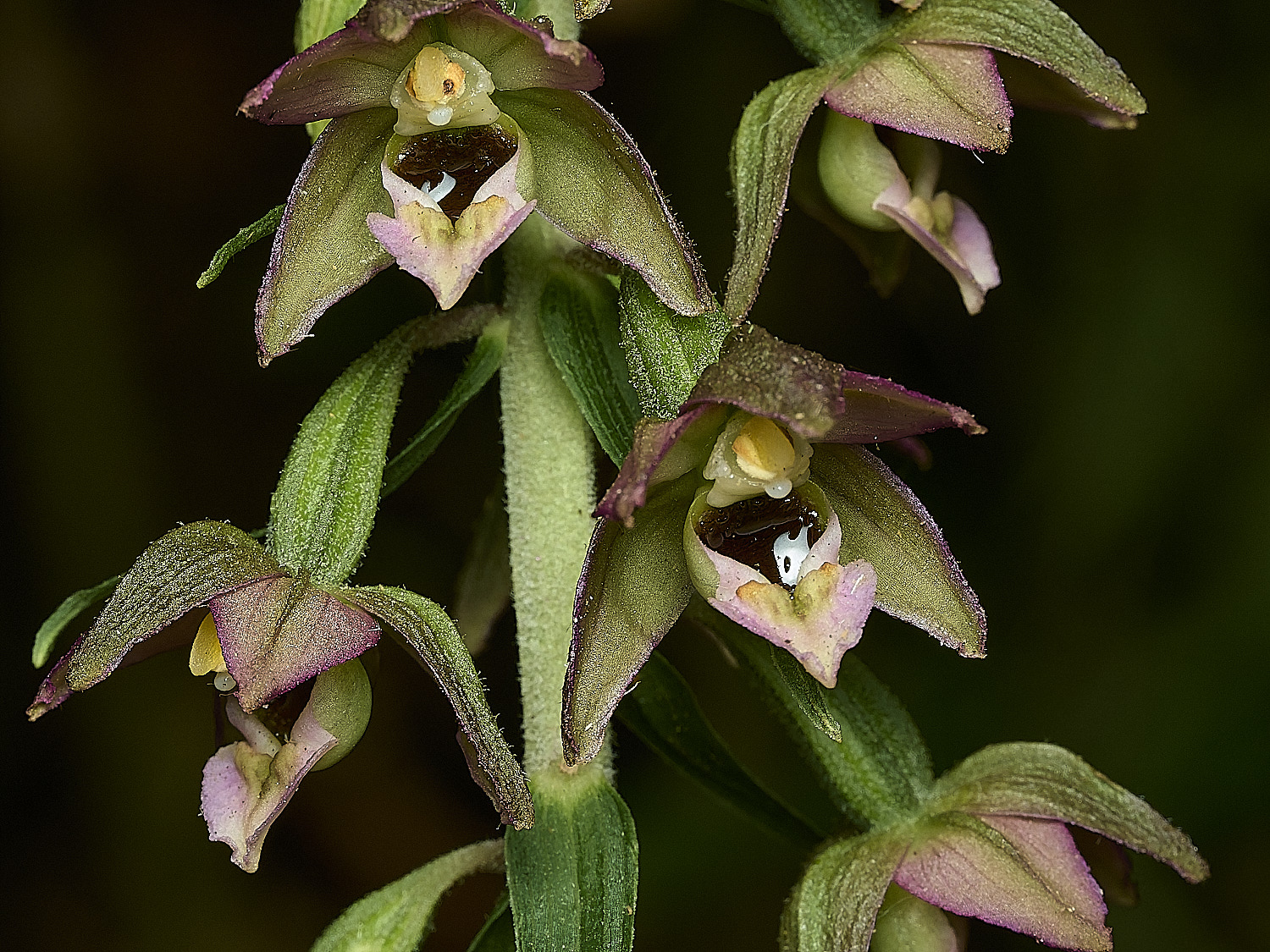 HanworthBLH060726-4