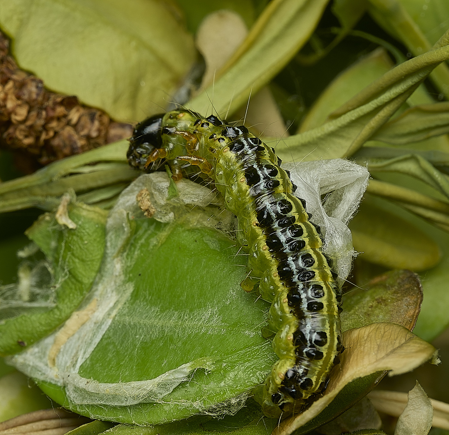 HanworthBoxMoth120526-1