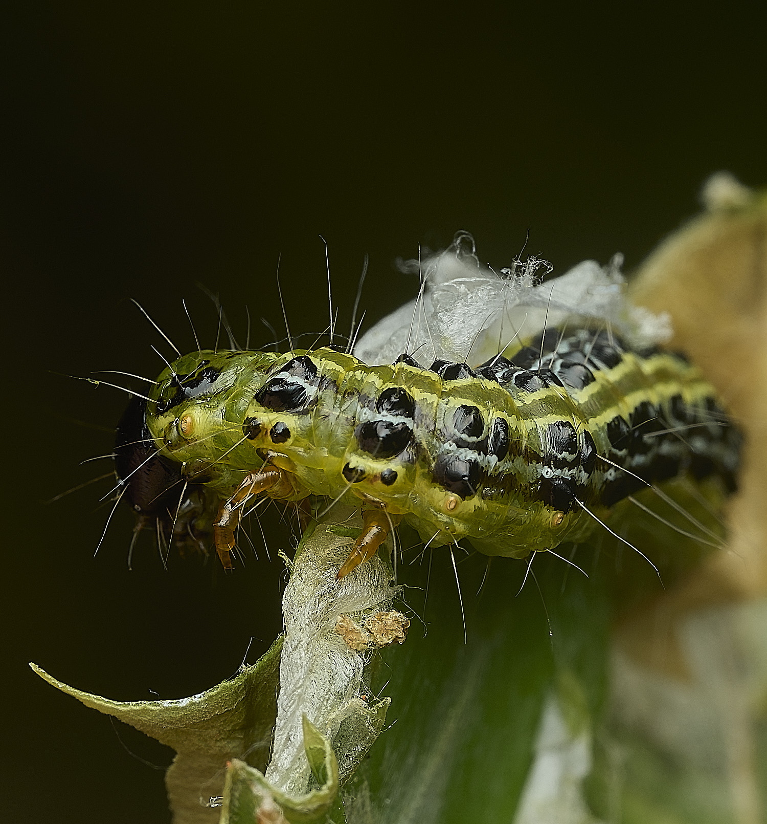 HanworthBoxMoth120526-2