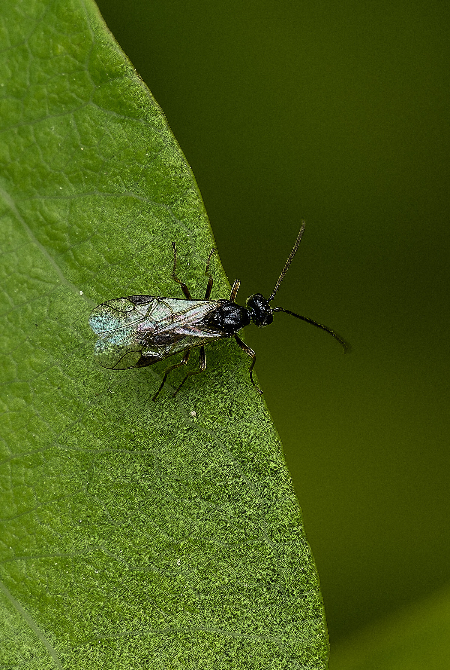 HanworthBraconidae260426-1