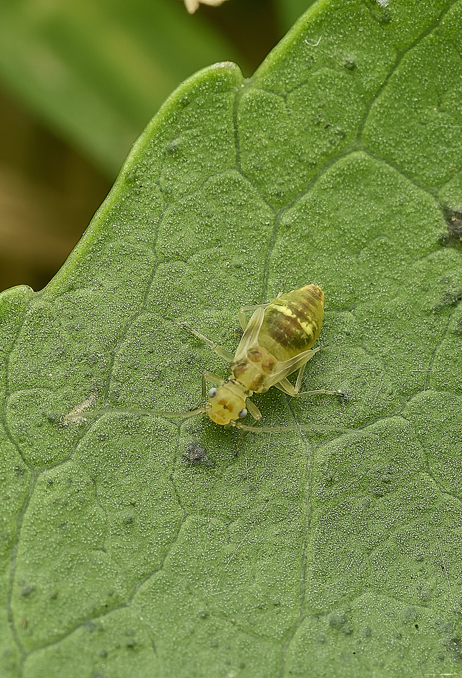 HanworthBug?120526-1