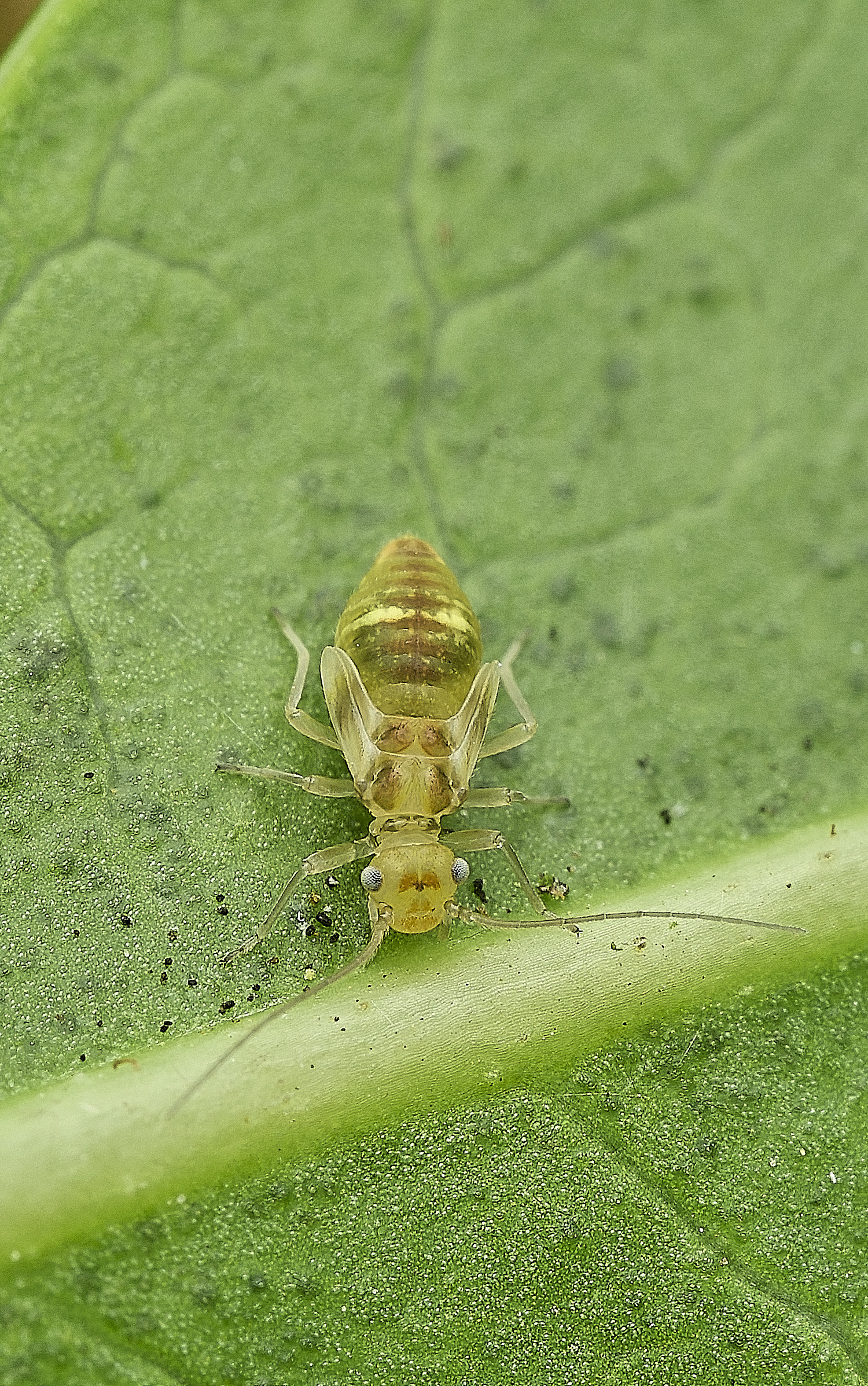 HanworthBug?120526-2