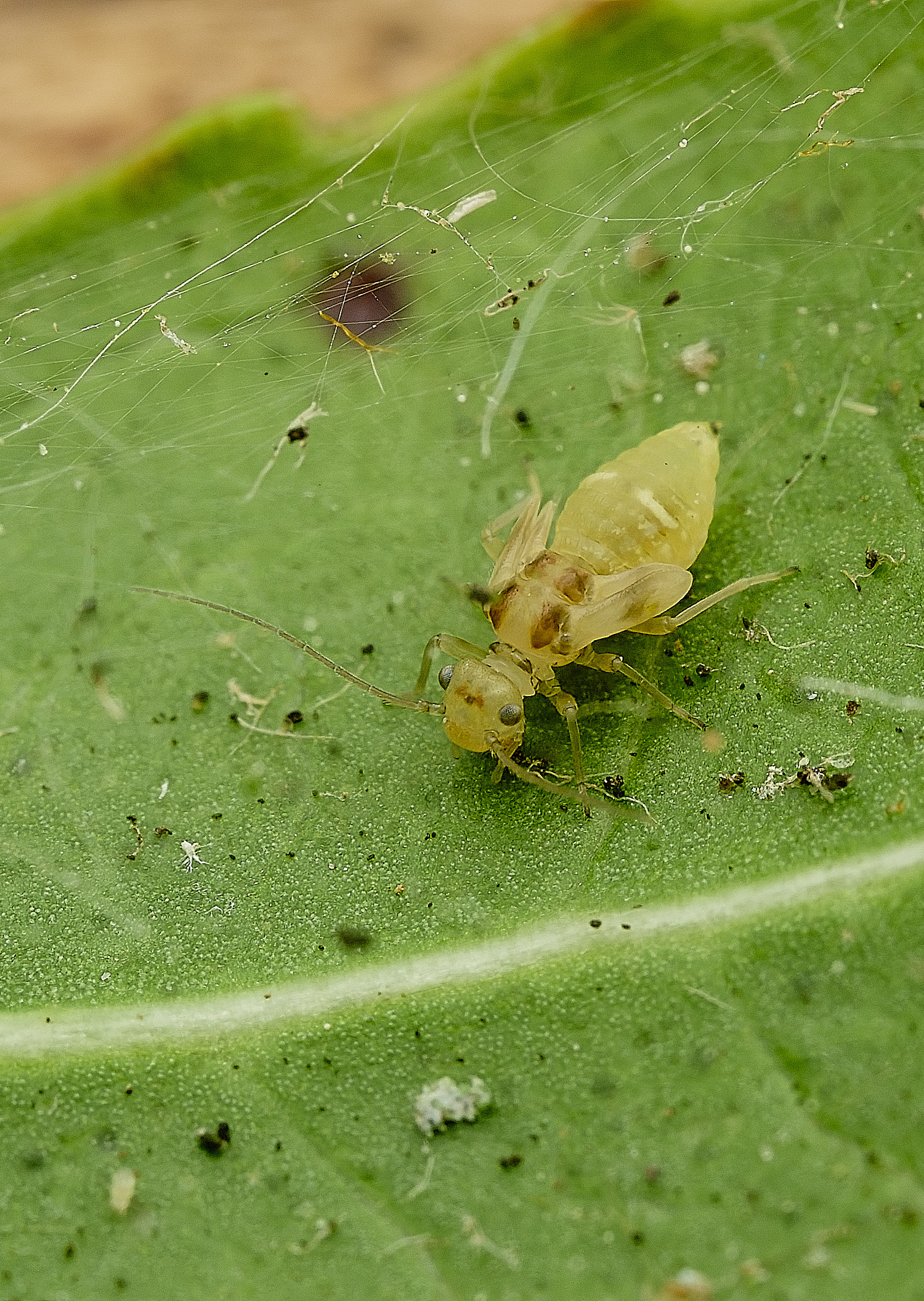 HanworthBug?120526-3