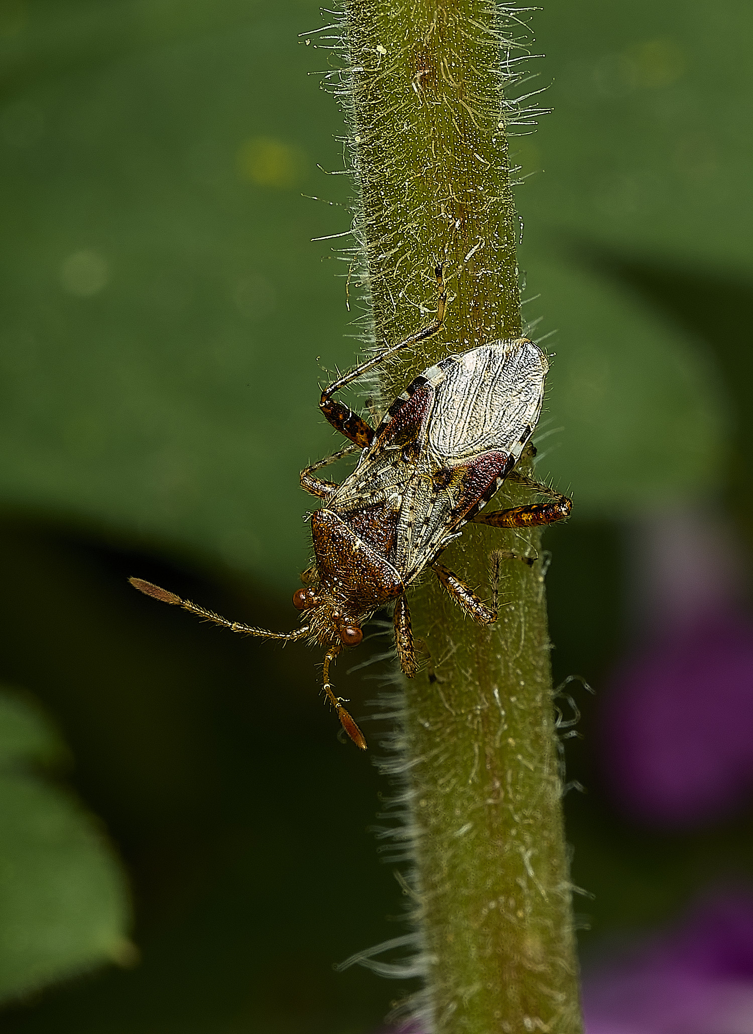 HanworthBug080526-1