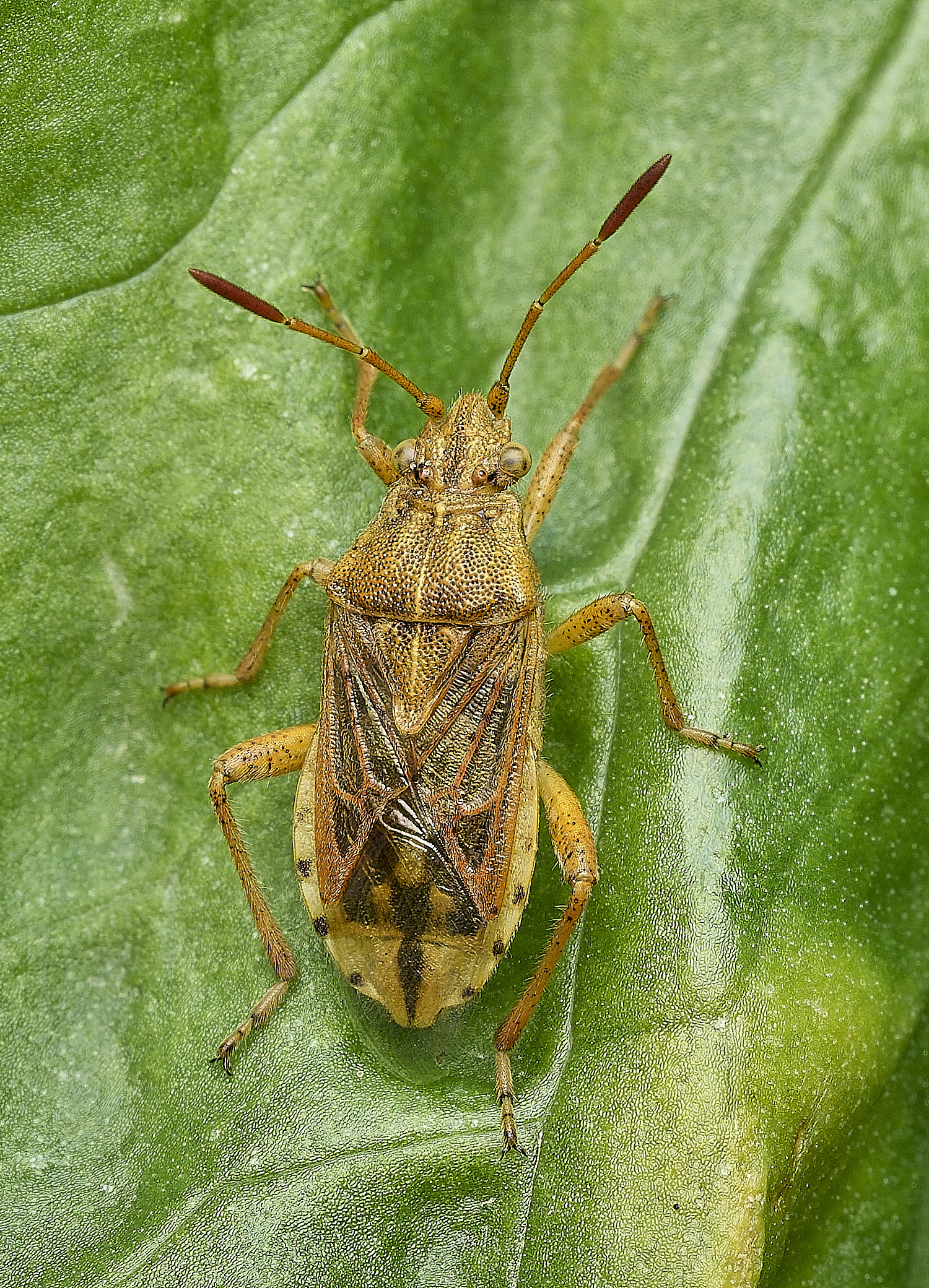 HanworthBug140426-1
