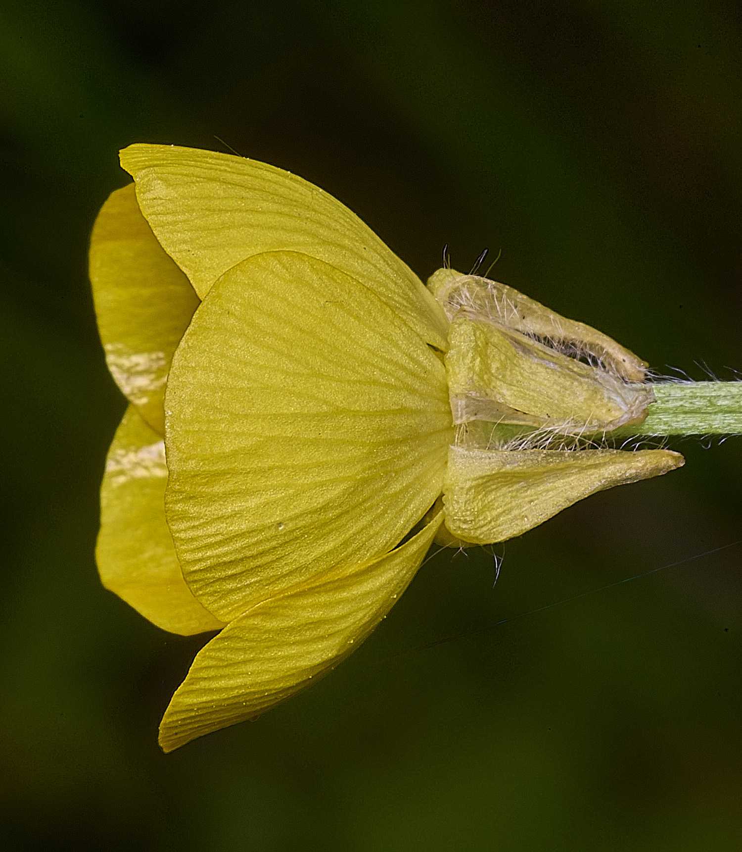 HanworthBulbousButtercup090526-2