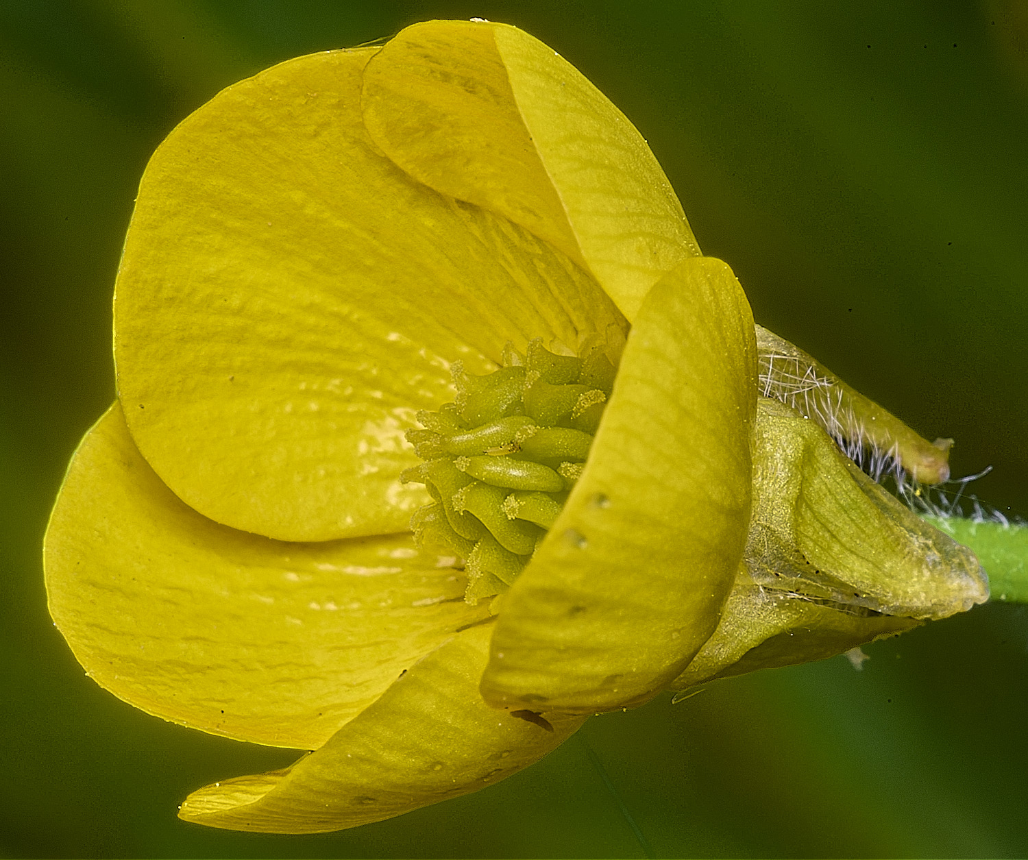 HanworthBulbousButtercup090526-3