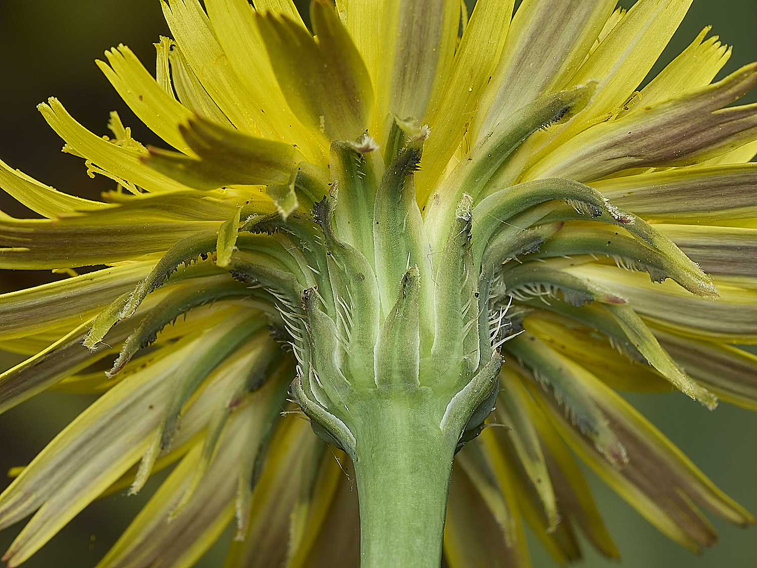HanworthCat'sEar310526-2